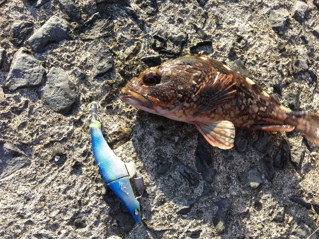 エギングでロックフィッシュの釣果画像