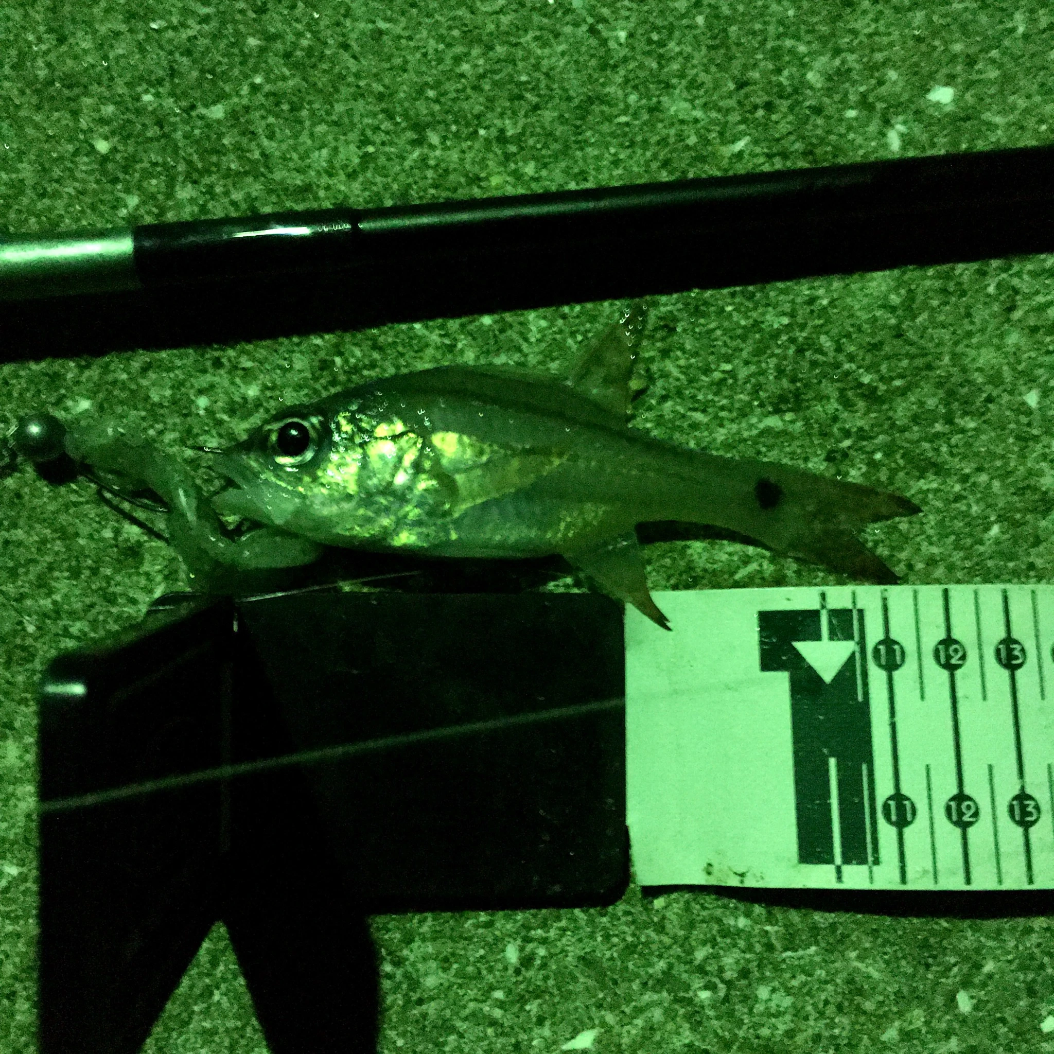 ネンブツダイの釣果写真