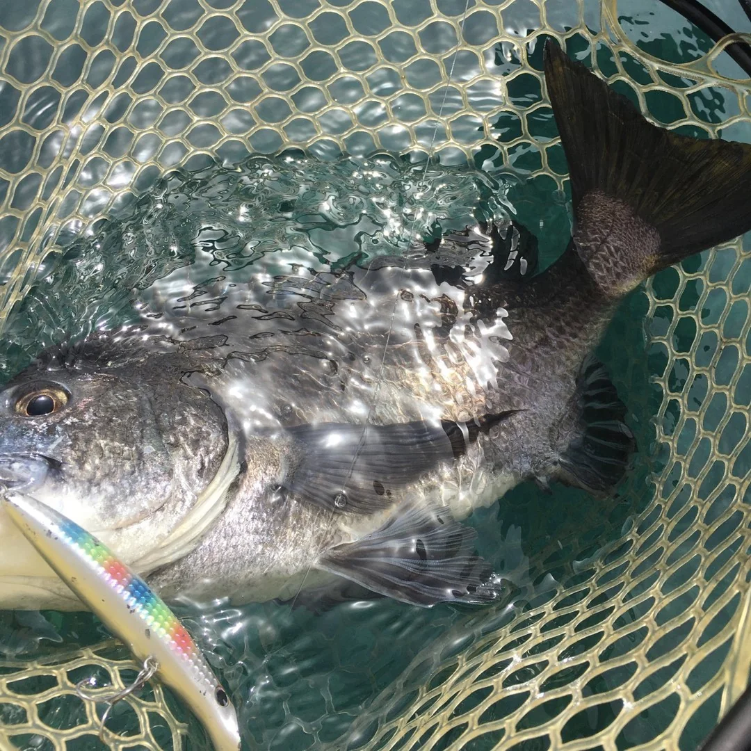 ミノーで釣る黒鯛
