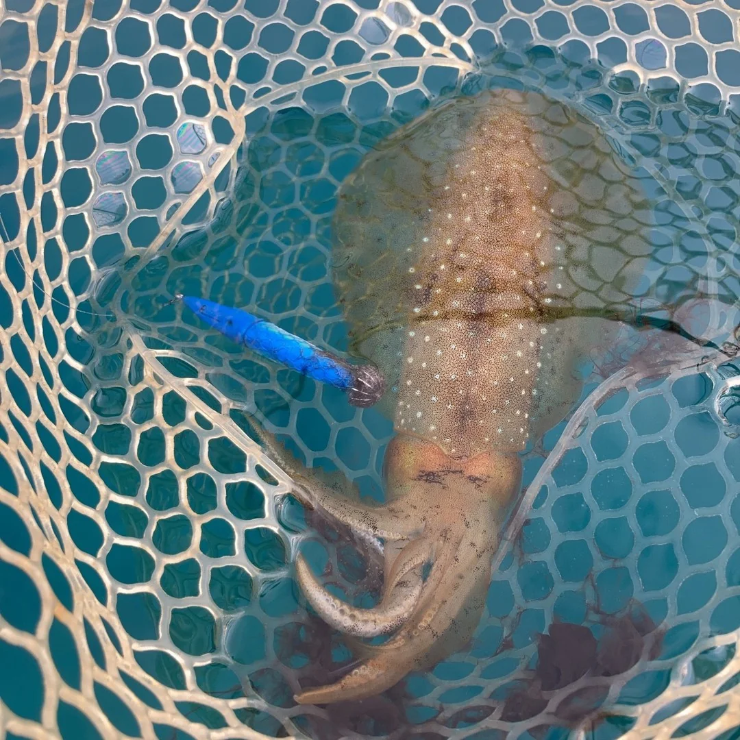 BUREIDROLL90とアオリイカ