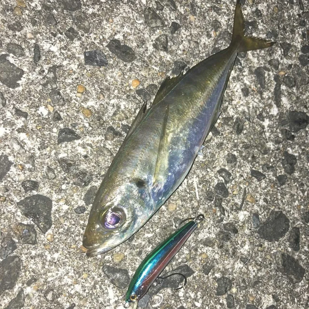 プラッキングで鯵を釣る