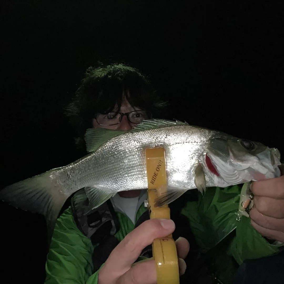 mustanplug55sで釣れたヒラスズキ