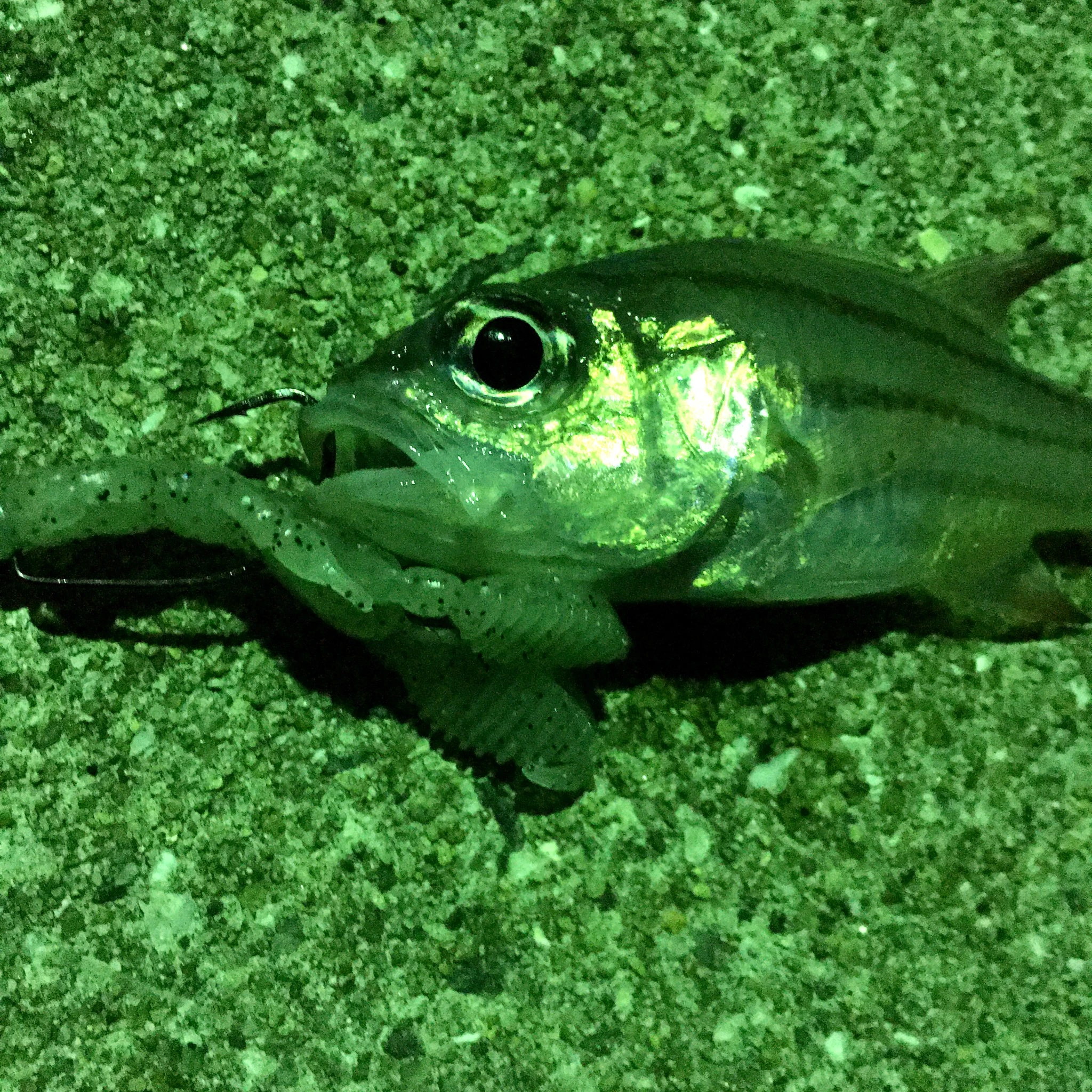 ワームでヒットしたネンブツダイ