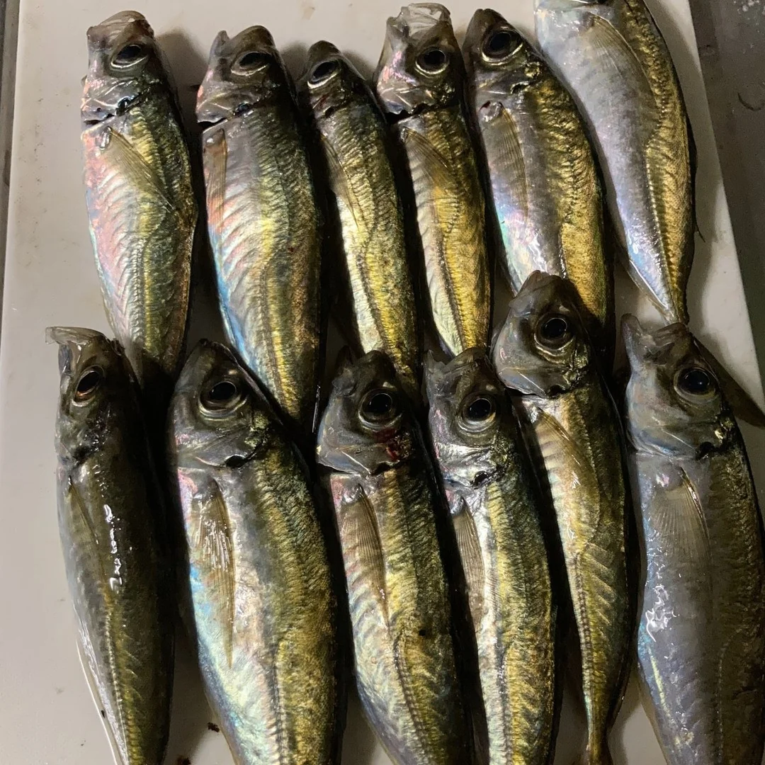 アジングでの釣果