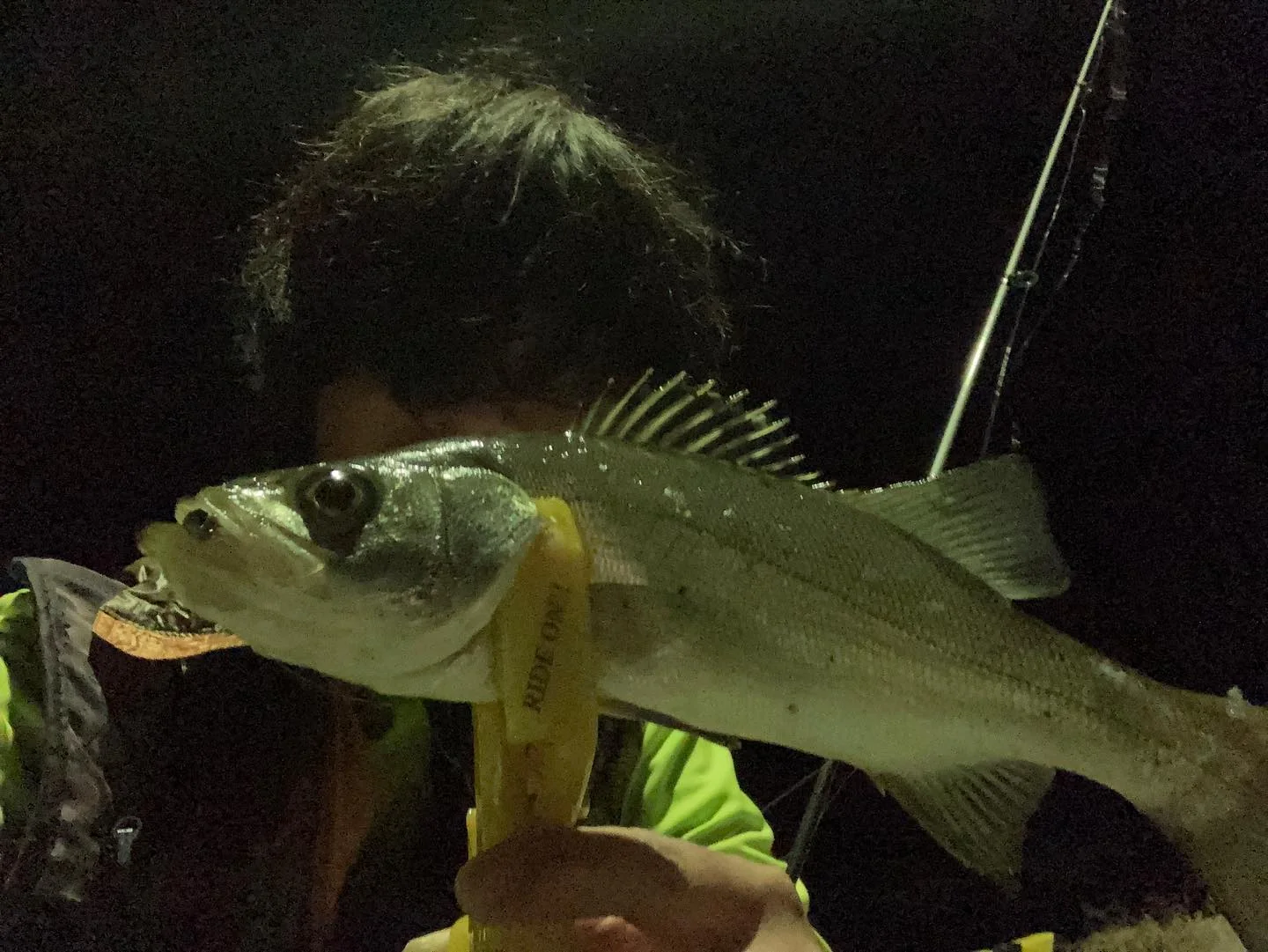 ワームとヒラフッコ