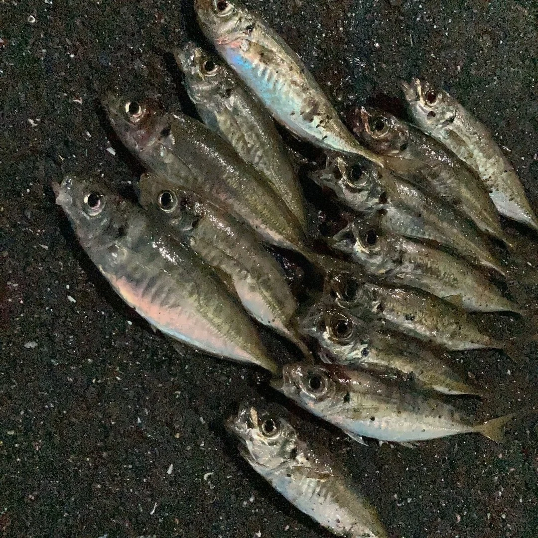 ５月のアジング釣果