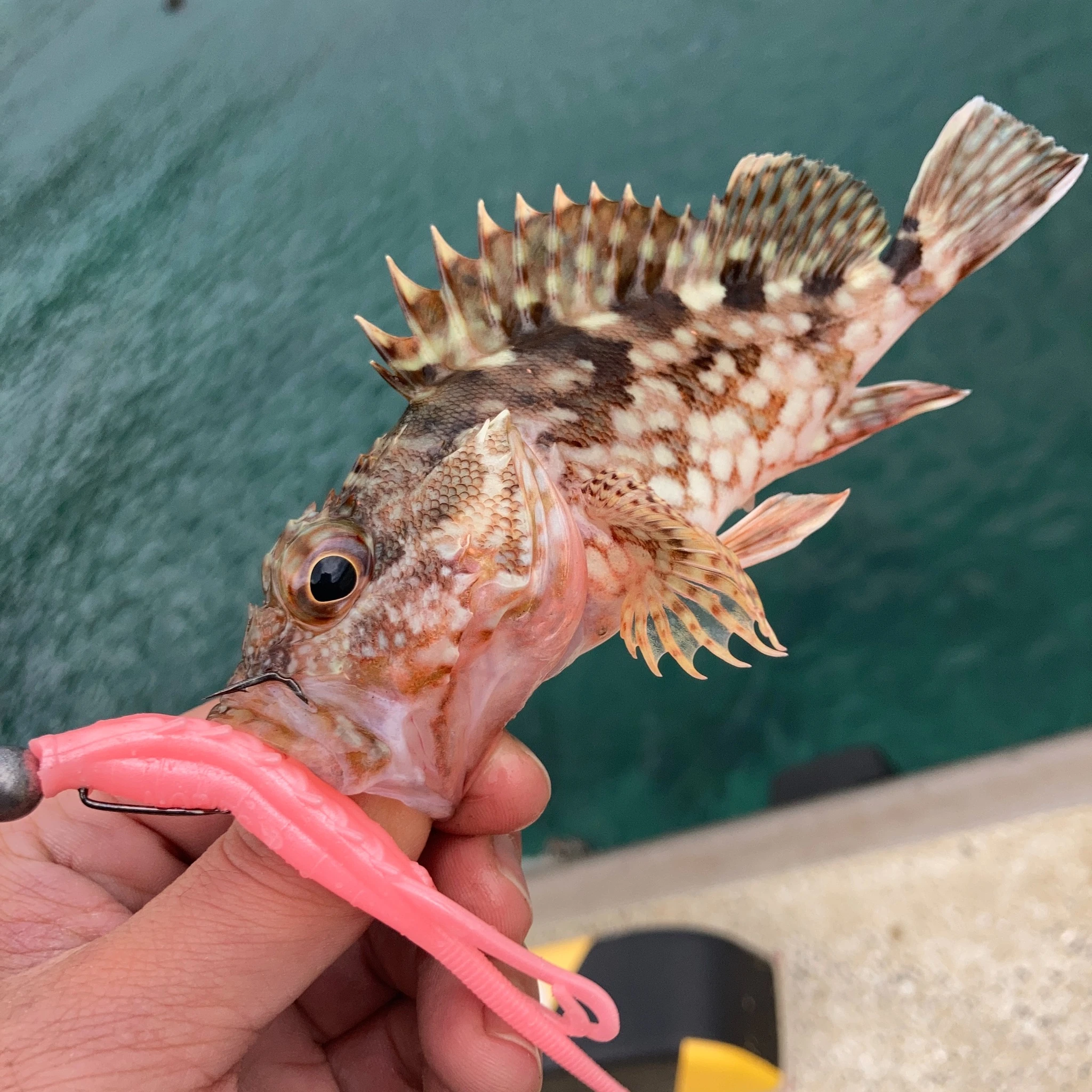 ワームとアラカブ