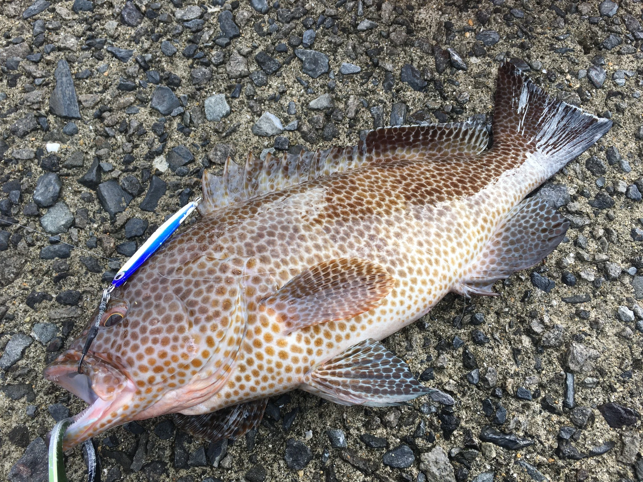 メタルジグでオオモンハタ釣果