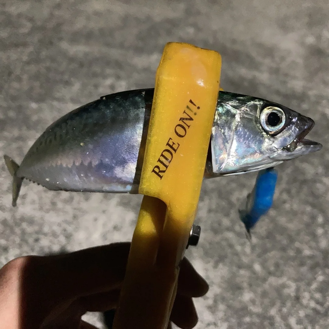 MUSTANPLUG55Sでキャッチした魚