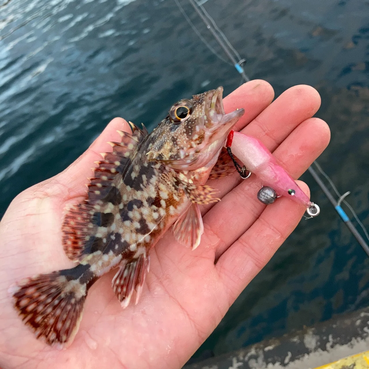 MUSTANG55Sでカサゴ（アラカブ）を釣る