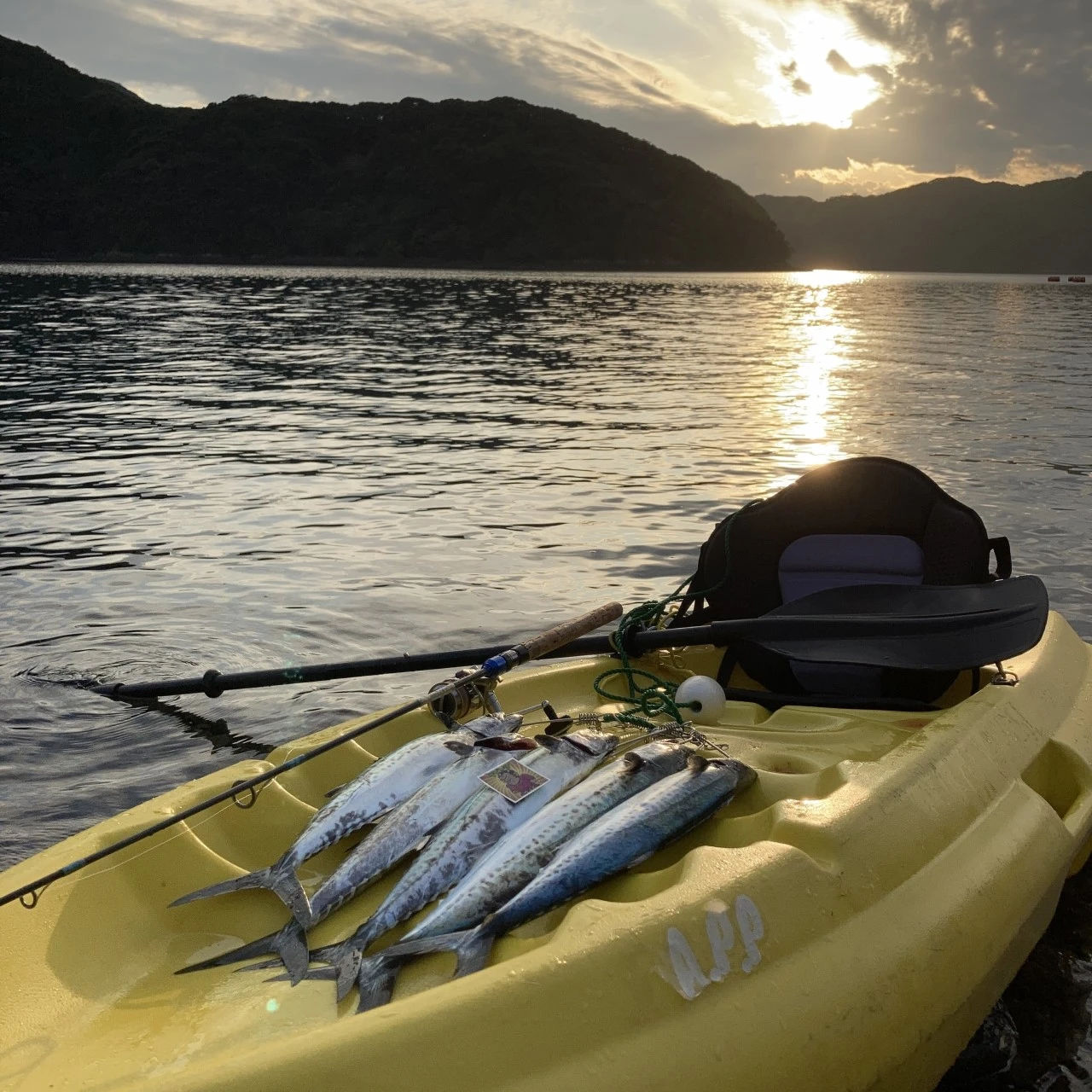 今日のサワラ釣果画像