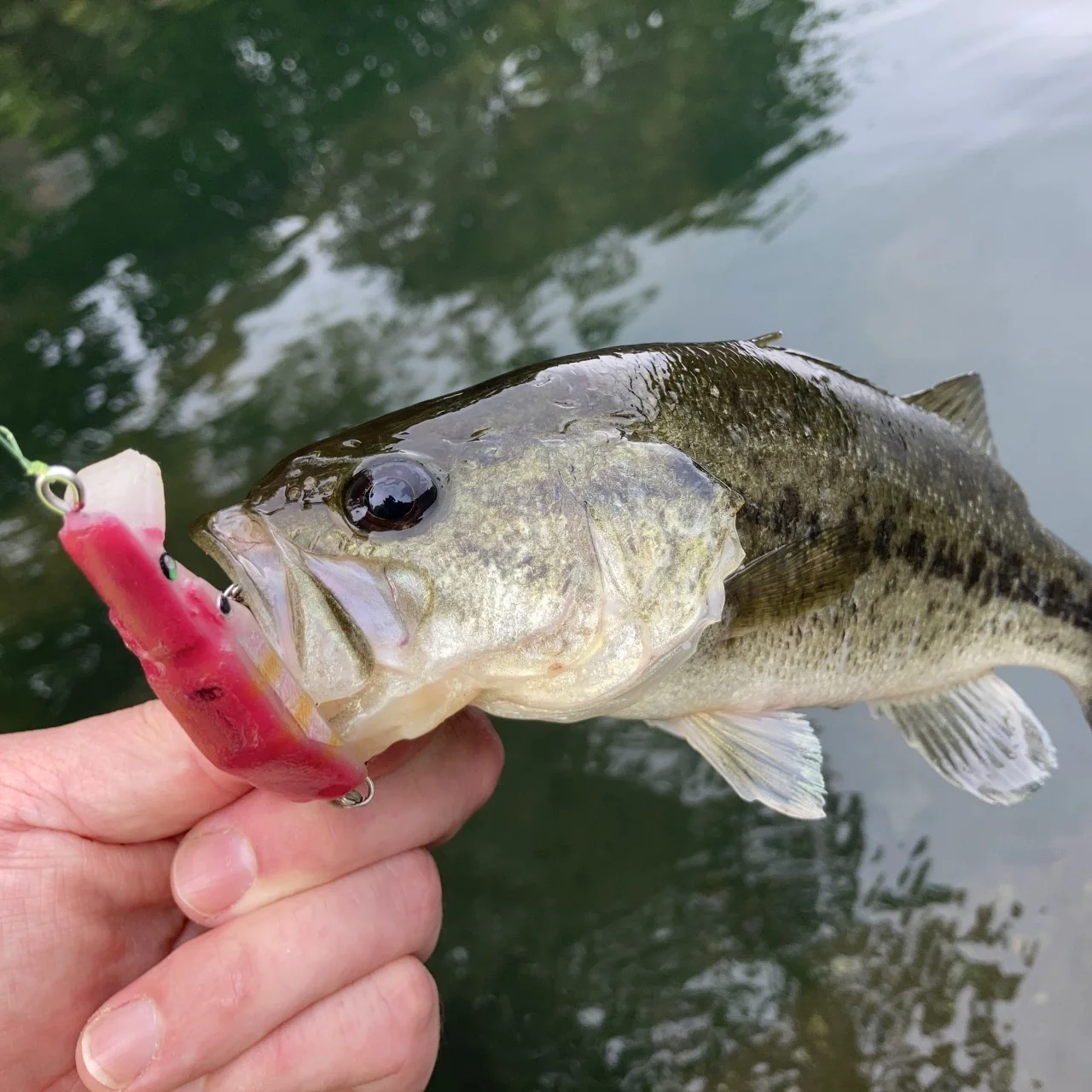 MUSTANPLUG55Sとブラックバス