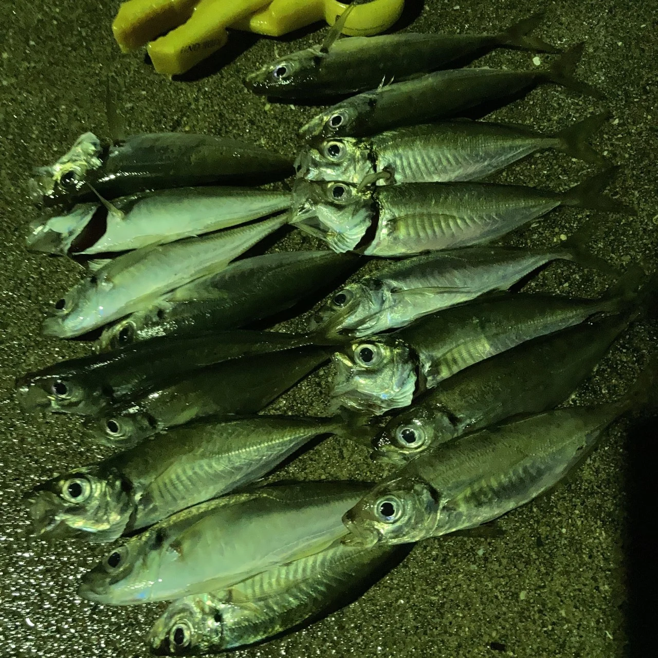 アジングの釣果