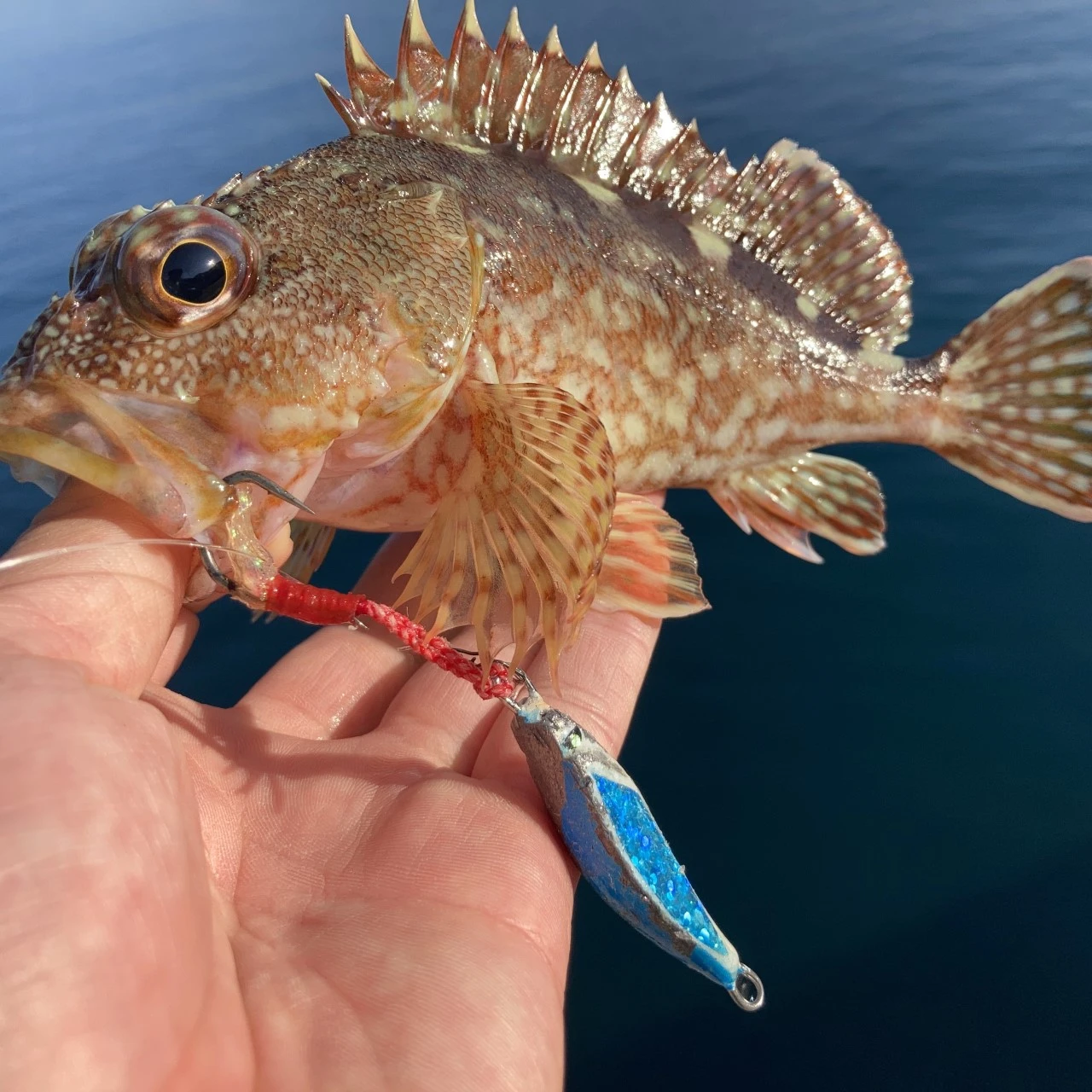 ショアジギングでカサゴがヒット