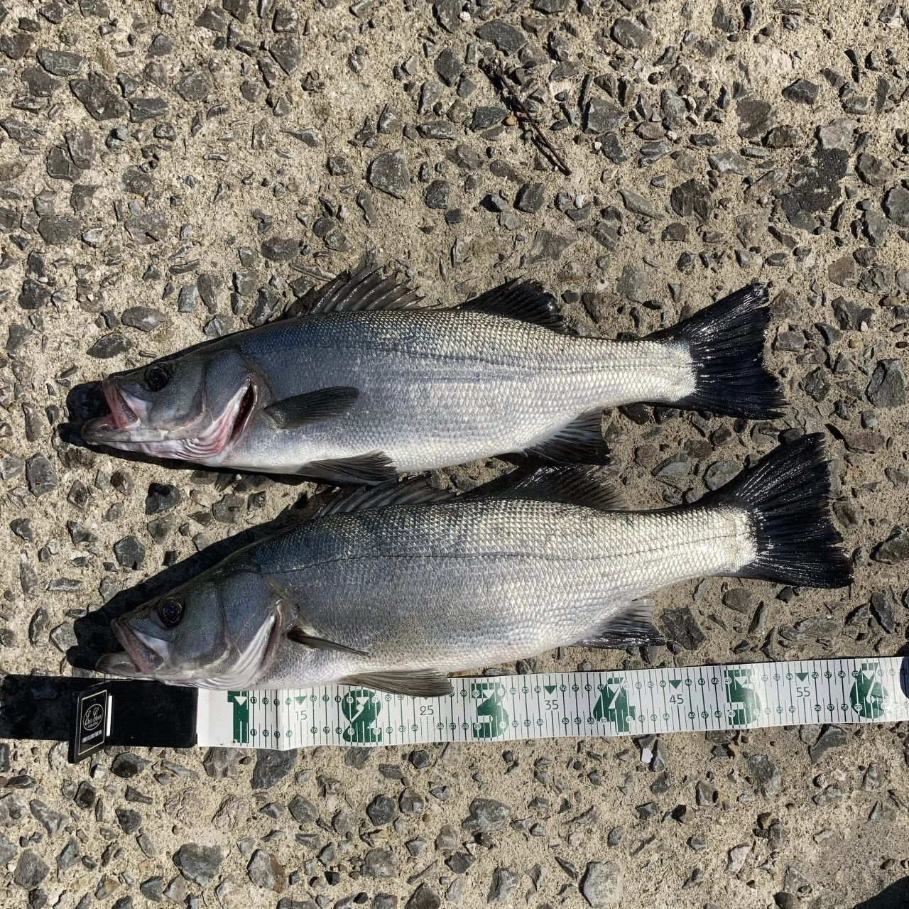 釣れたヒラスズキのサイズ測定