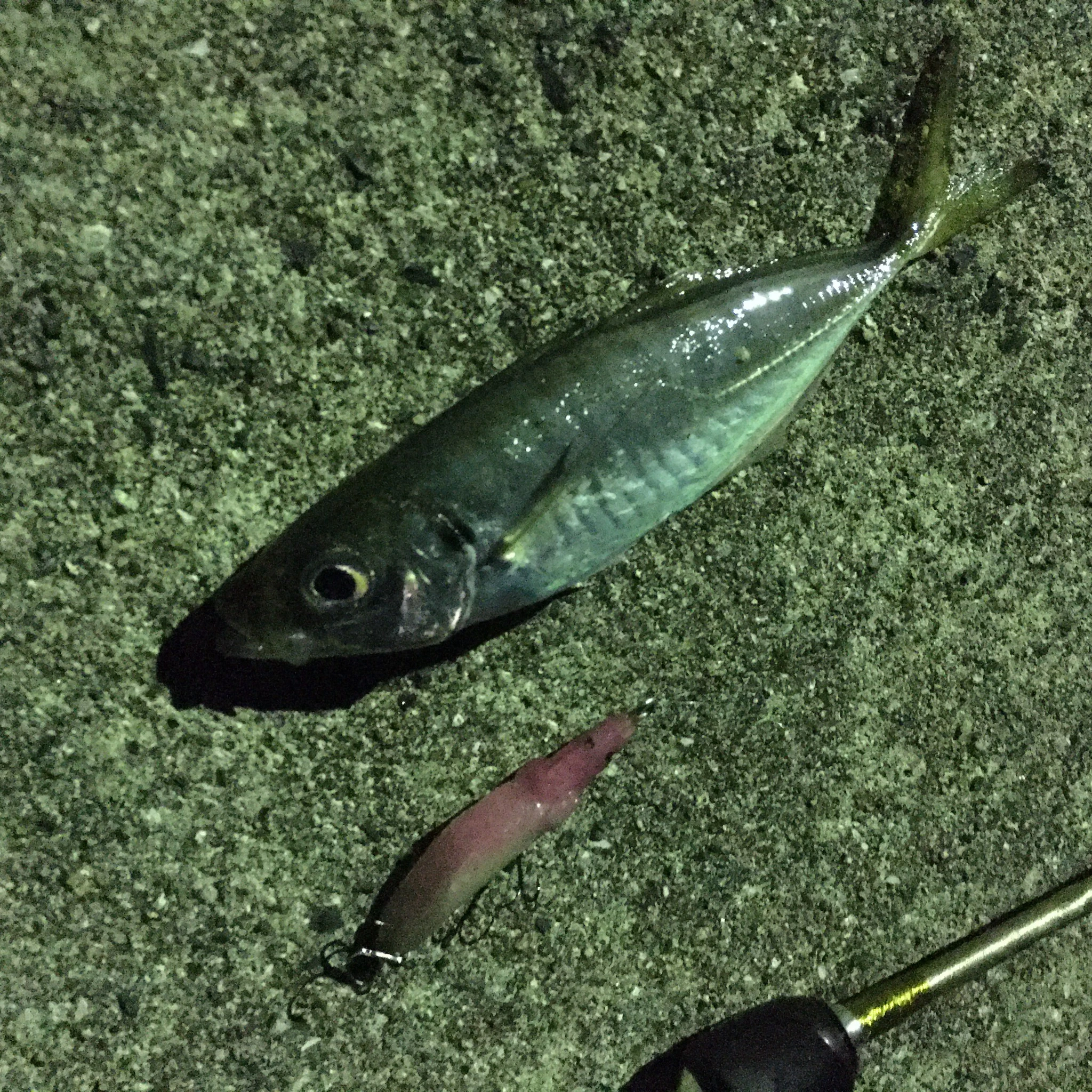 プラグでアジング