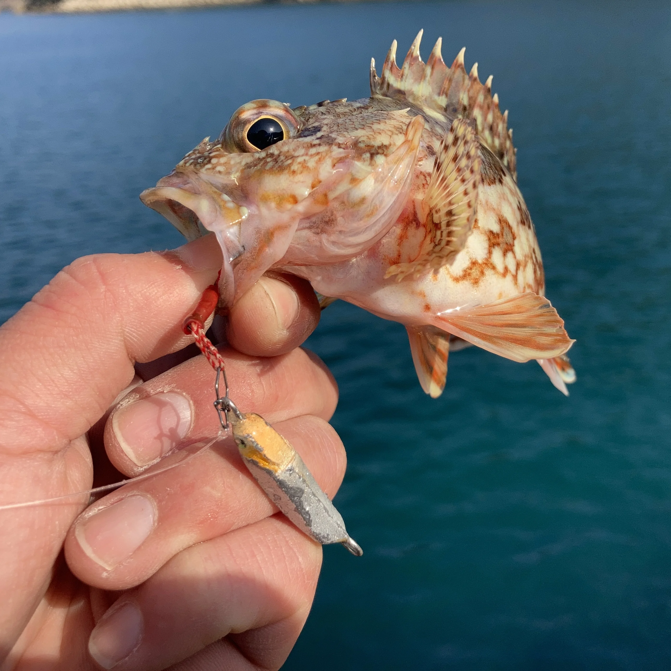 メタルトスで根魚を釣りあげる