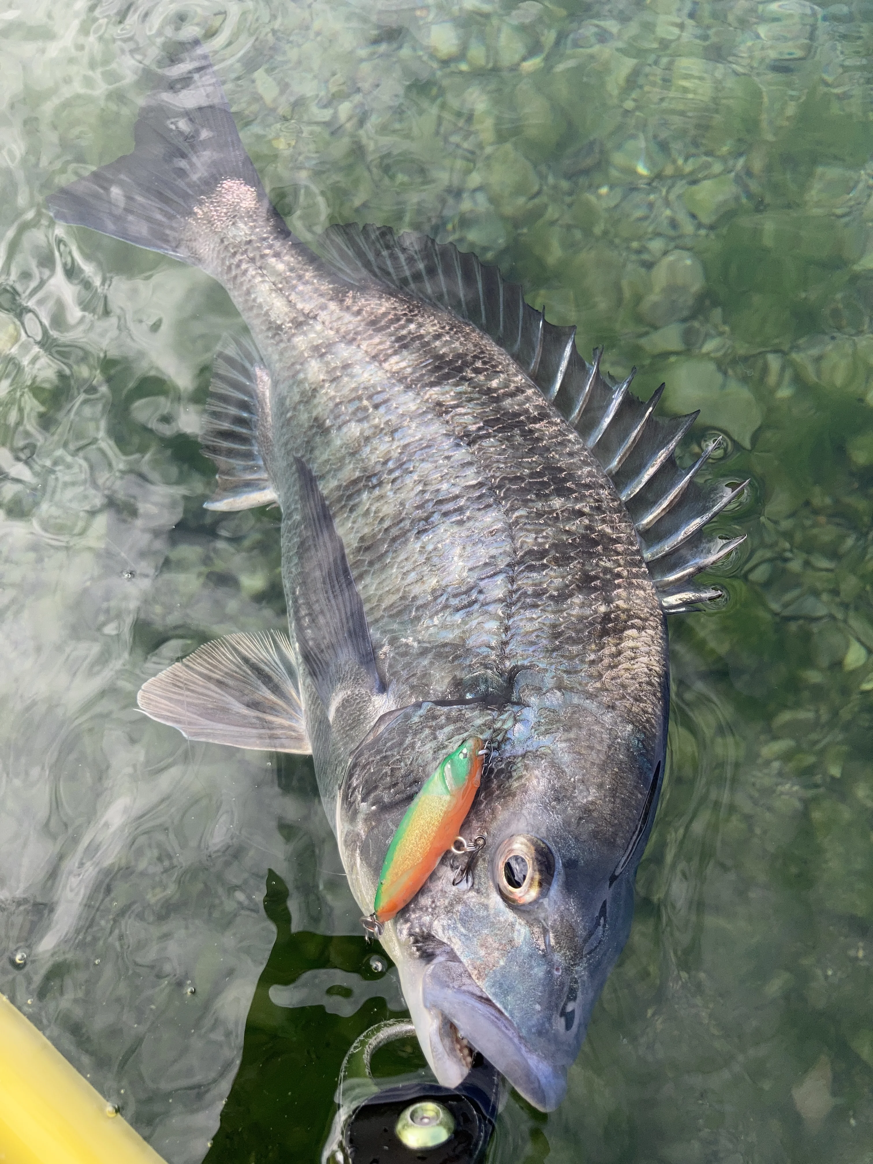 スライドワイパー55Sで釣れたクロダイ