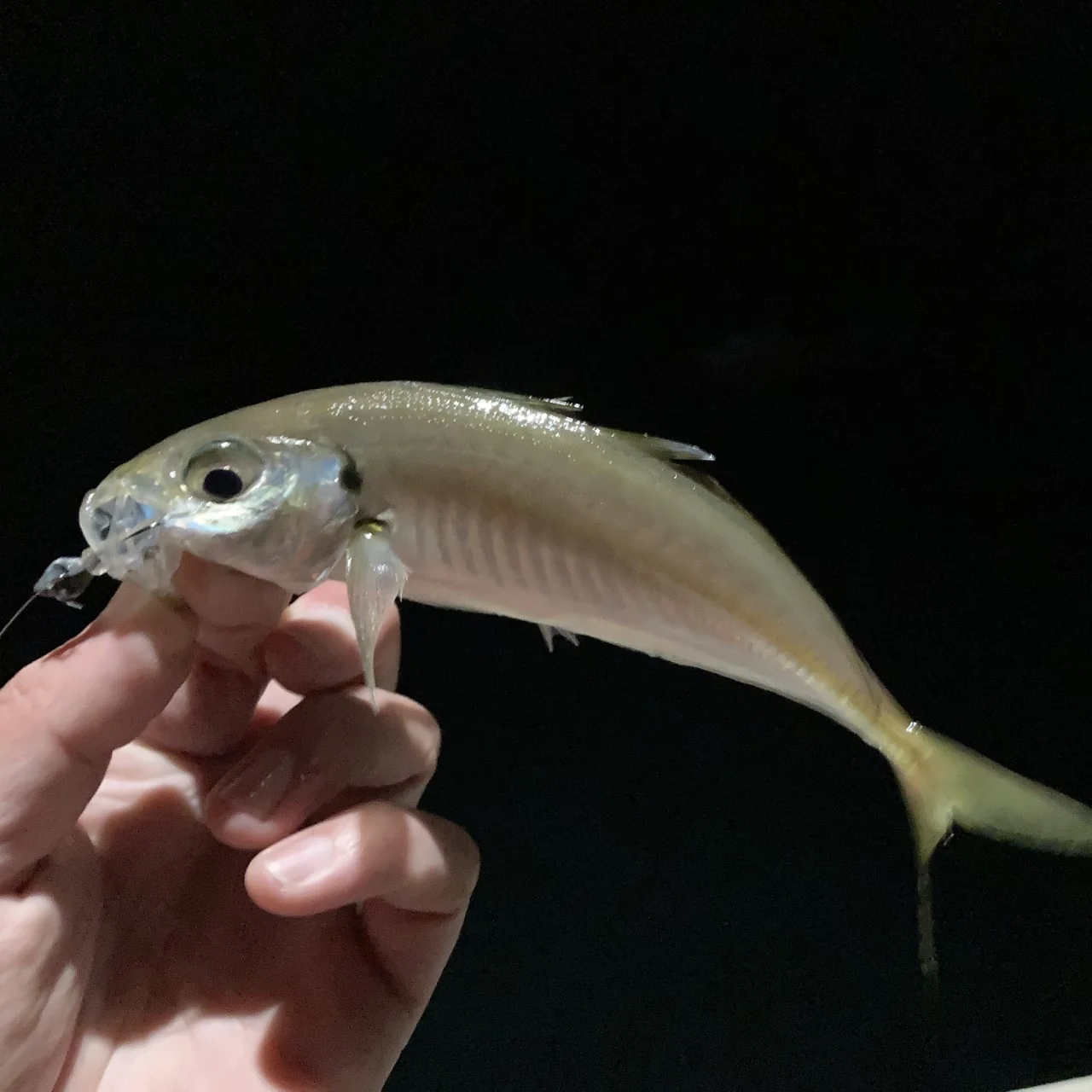 ワームでアジングを嗜む