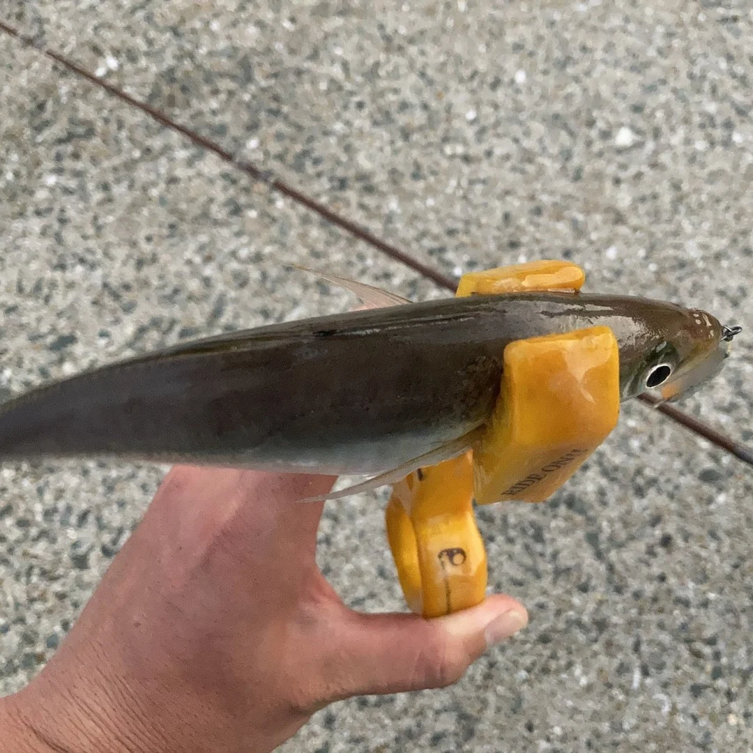 鯵の太さを確認している写真