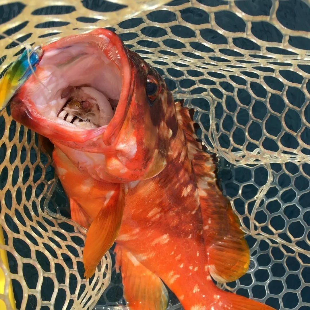 口の中に食べたエサも映っている魚