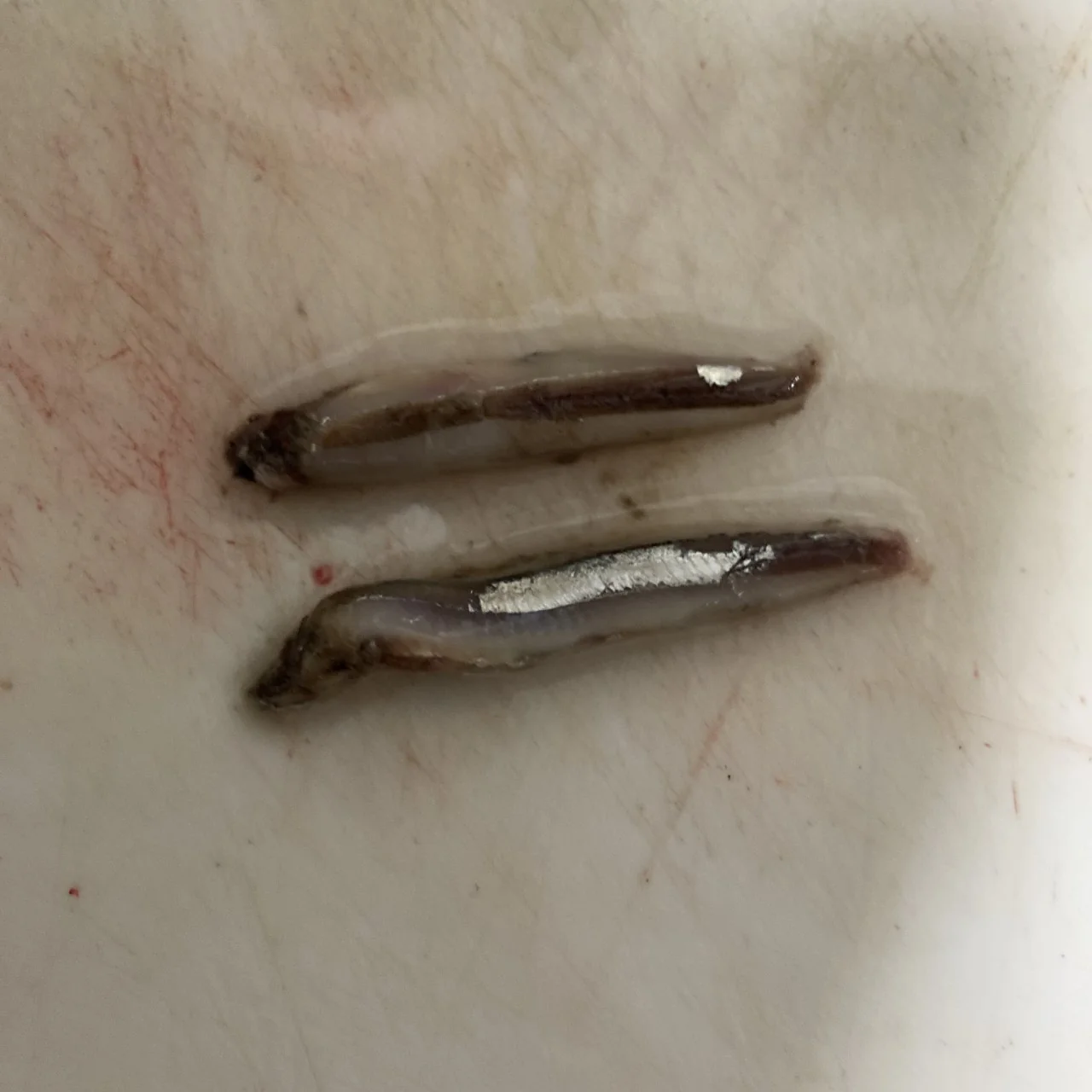 イサキが食べていたキビナゴ