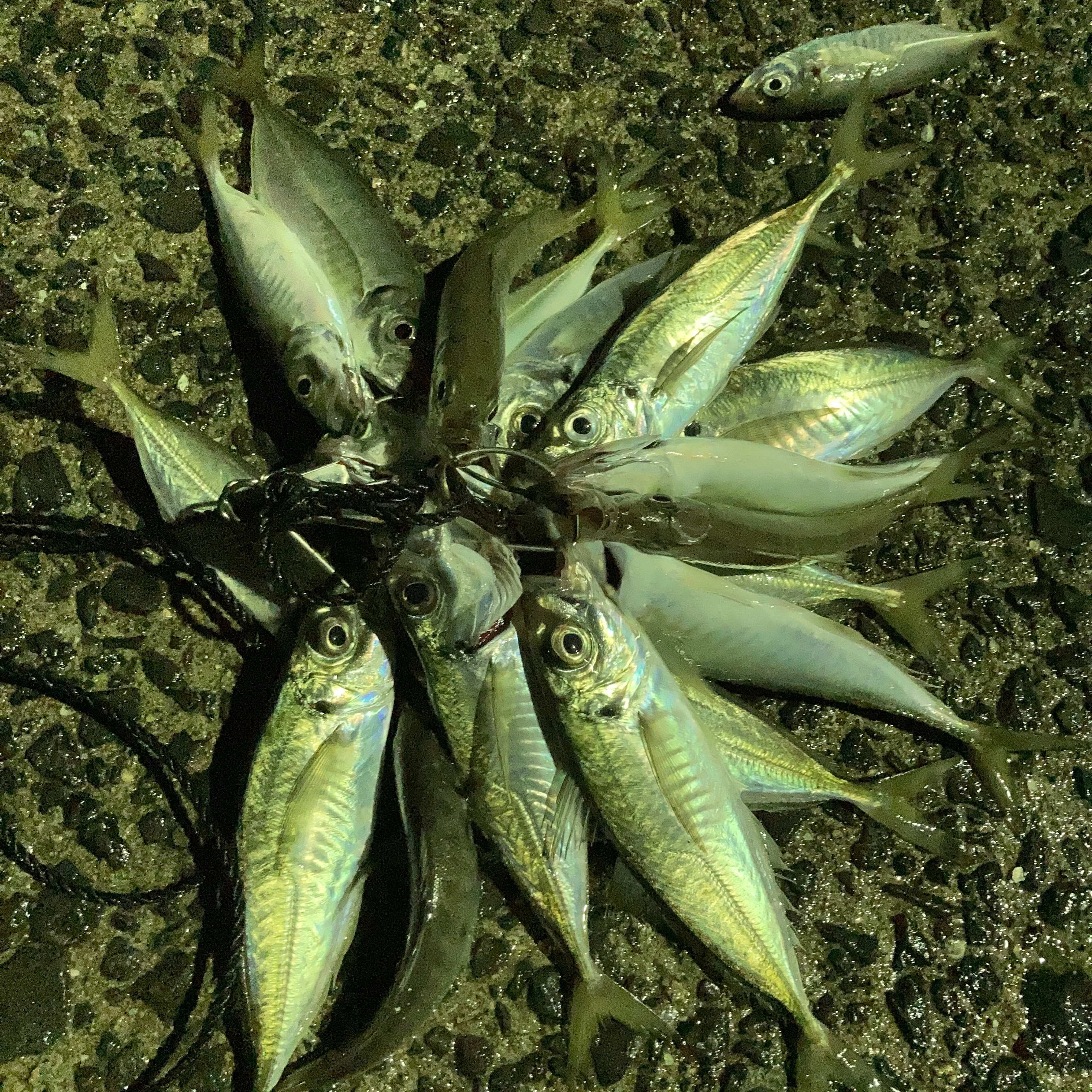 2月10日のアジングの釣果