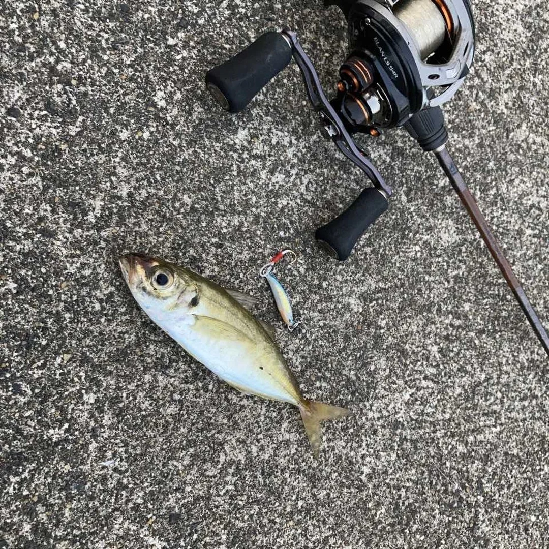 ベイトタックルでアジング