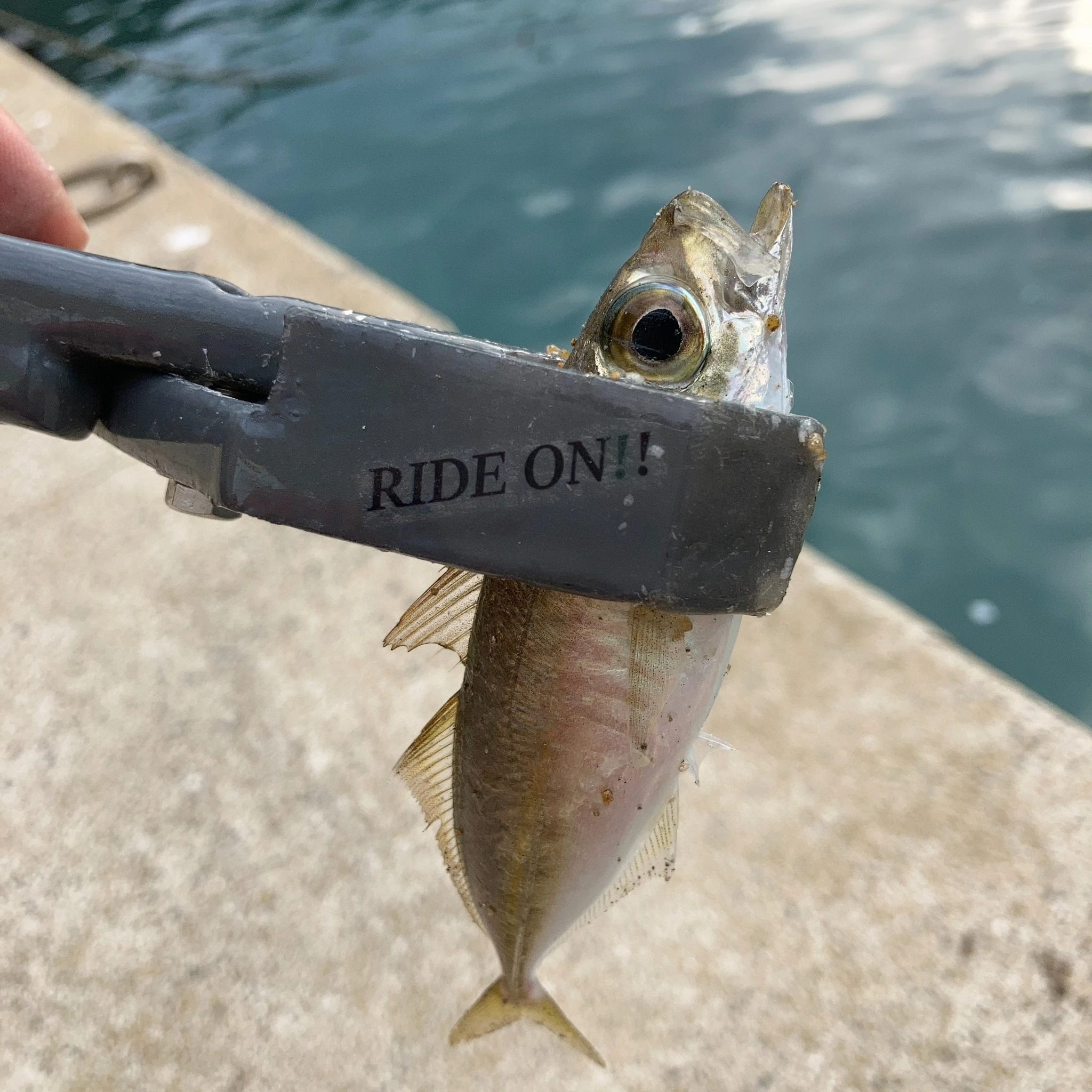 コアジの群れでヒット