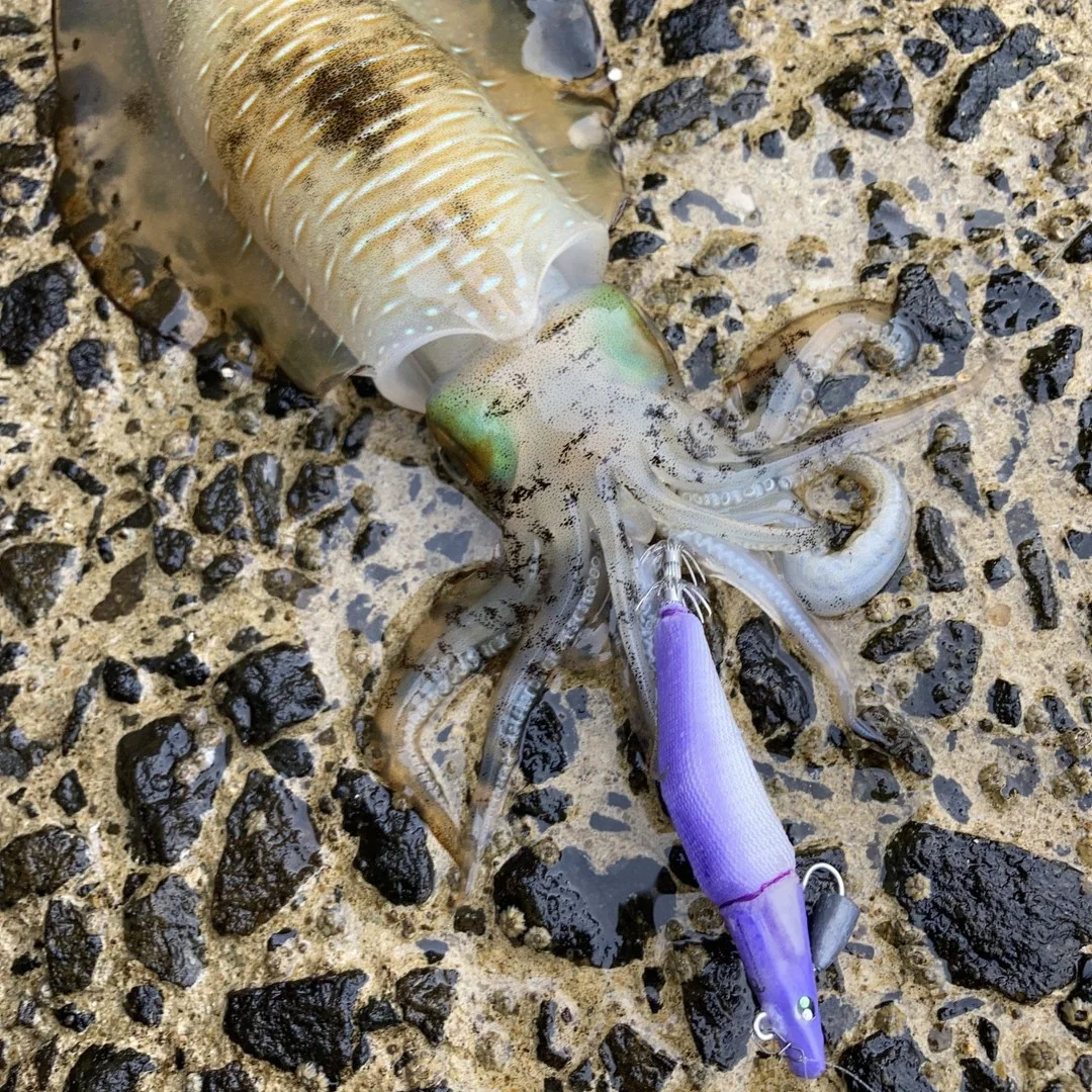 グライドロール９０と７月のイカ