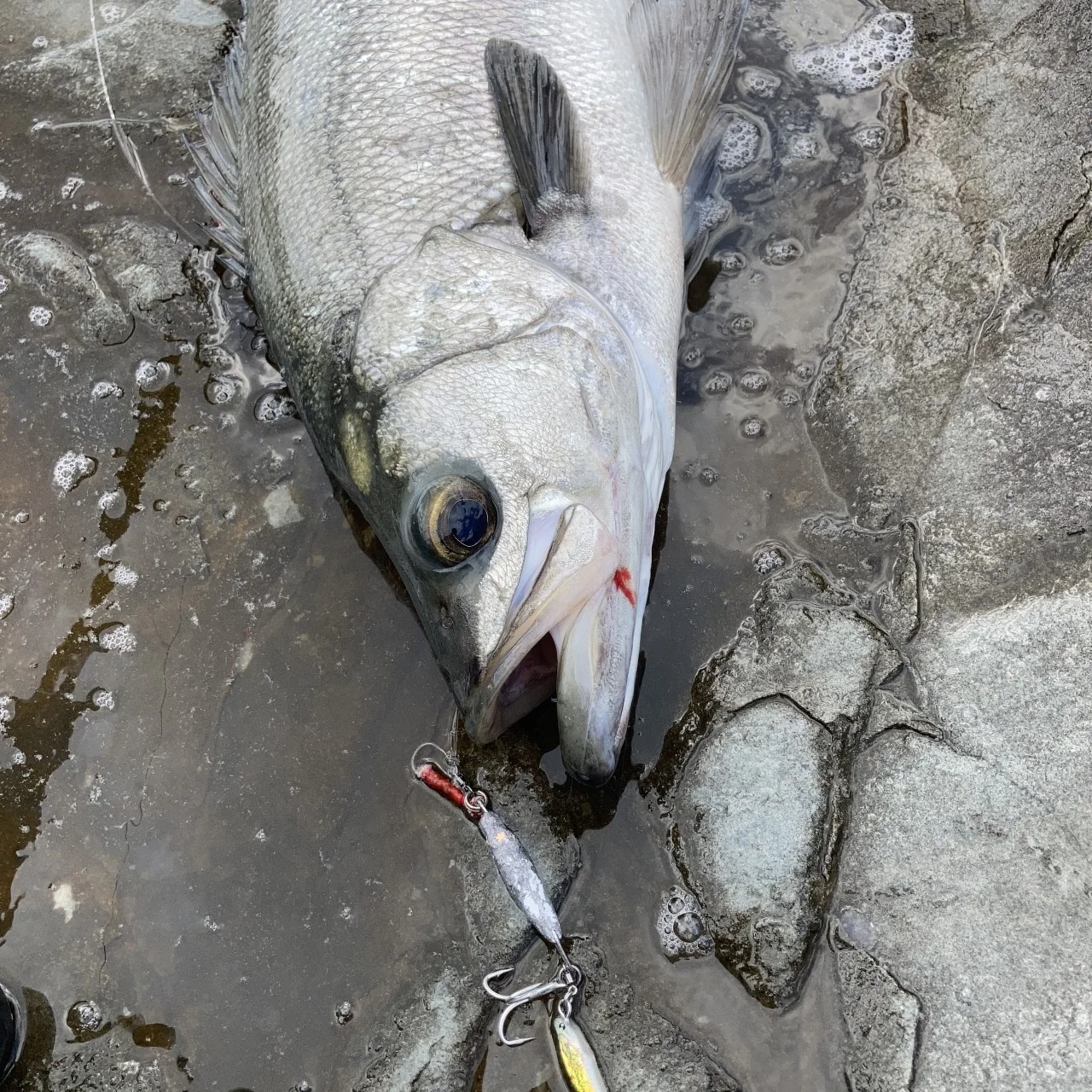 ヒラスズキとLBBLADE35の効果を発揮した場面