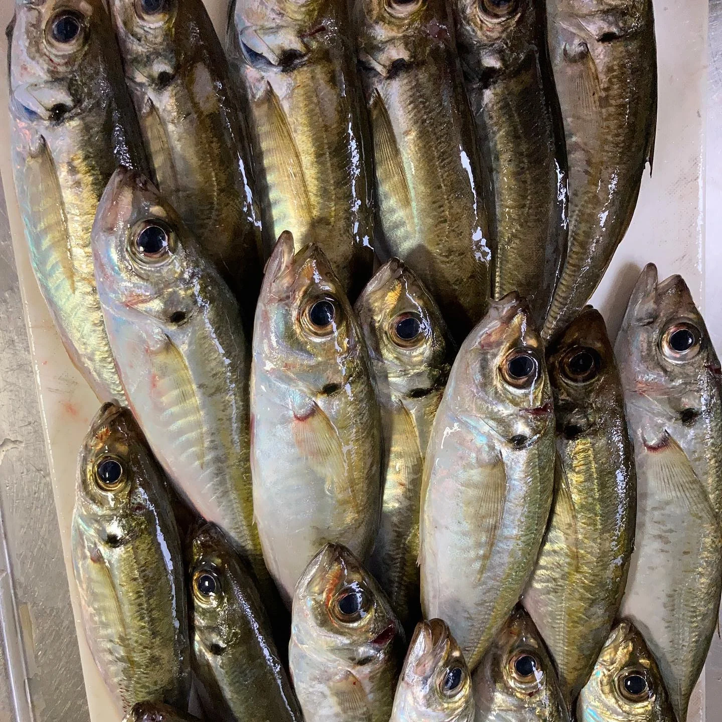 アジングで釣れたマアジ３０匹