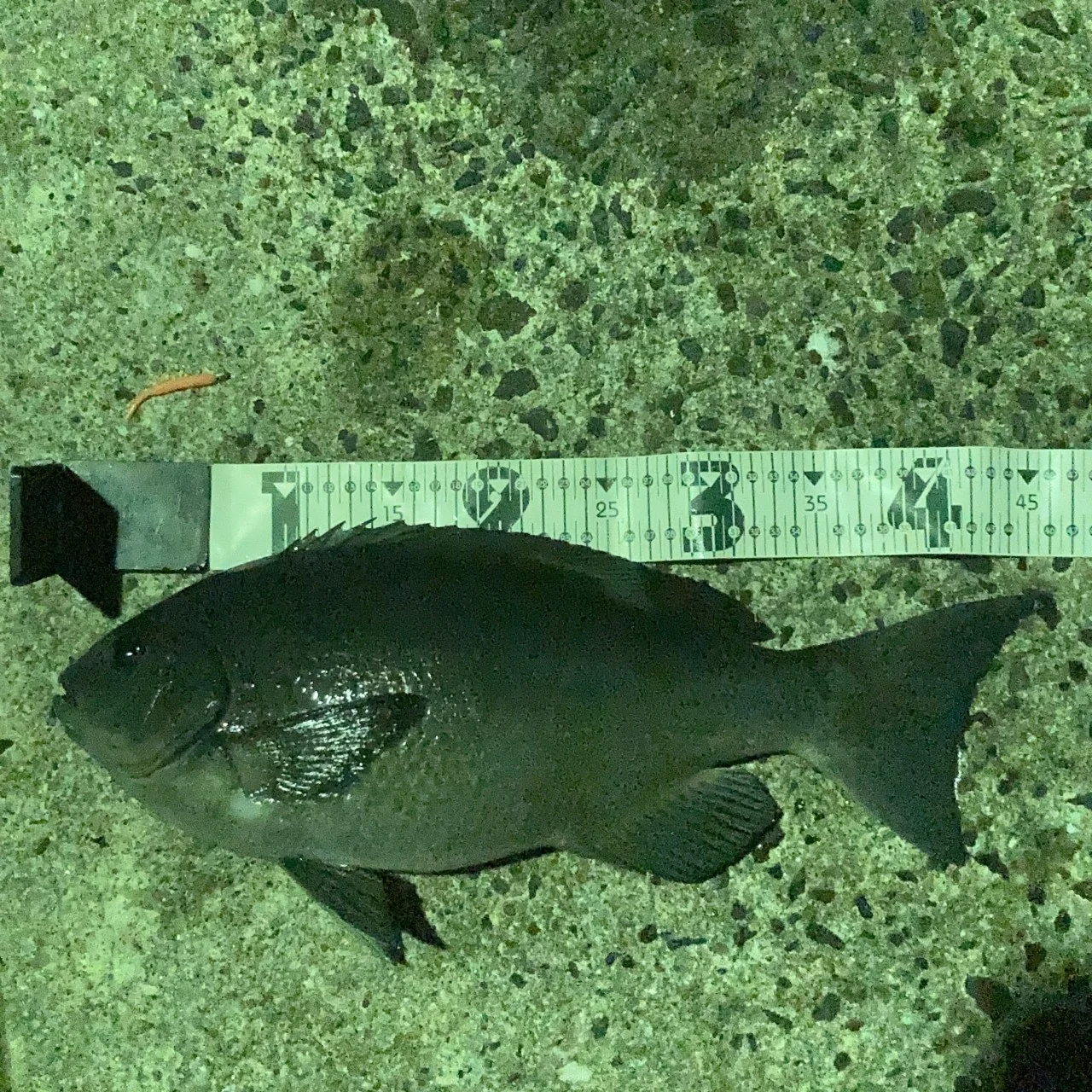 釣れたグレのサイズ測定