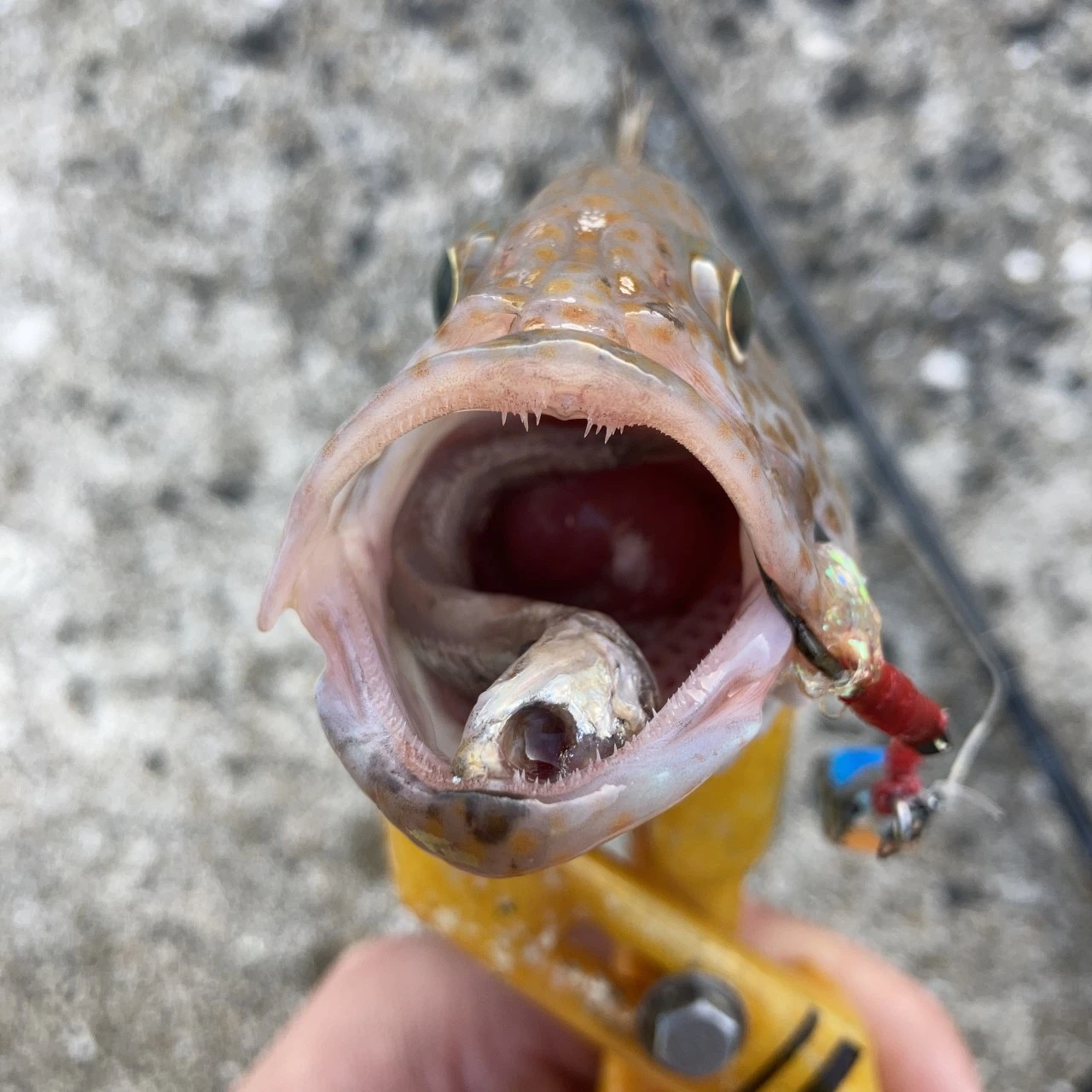 ロックフィッシュが食べていたイワシ