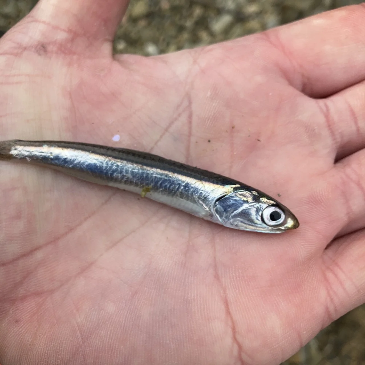 釣りの時にいたベイトフィッシュ