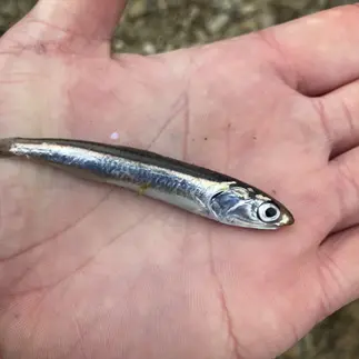 釣りの時にいたベイトフィッシュ