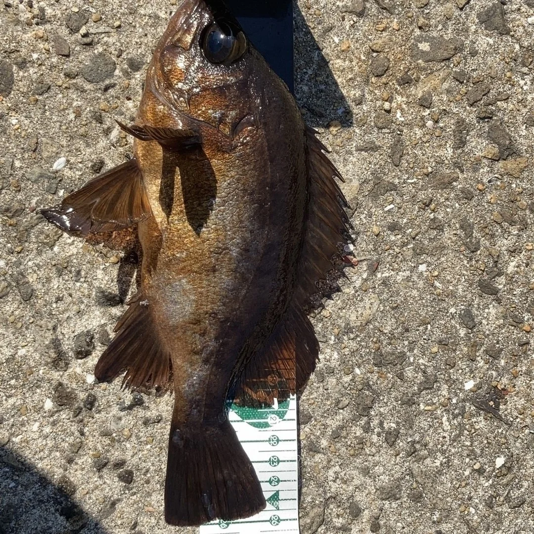 ５月に釣れたメバルの計測