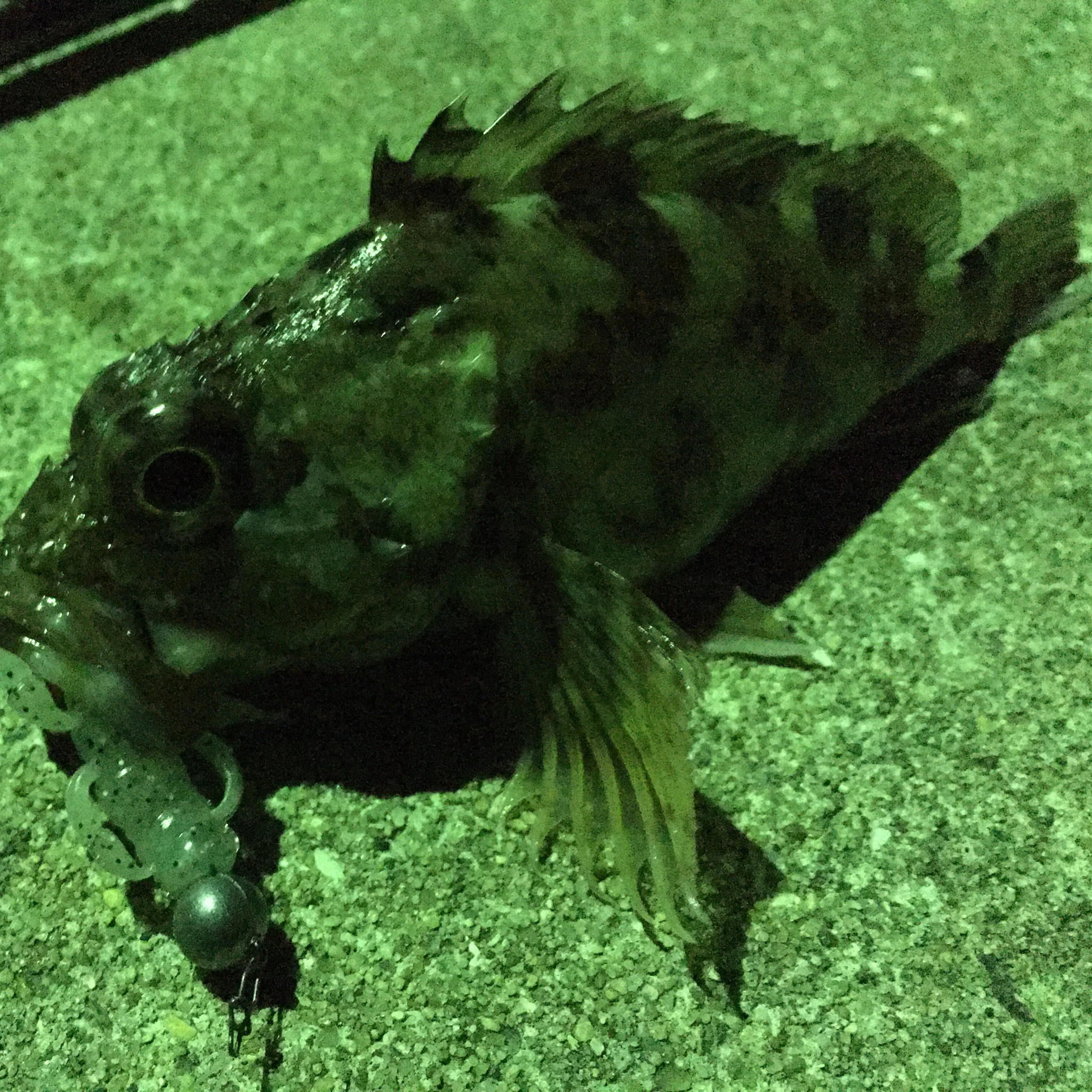 アラカブとボトムでヒット