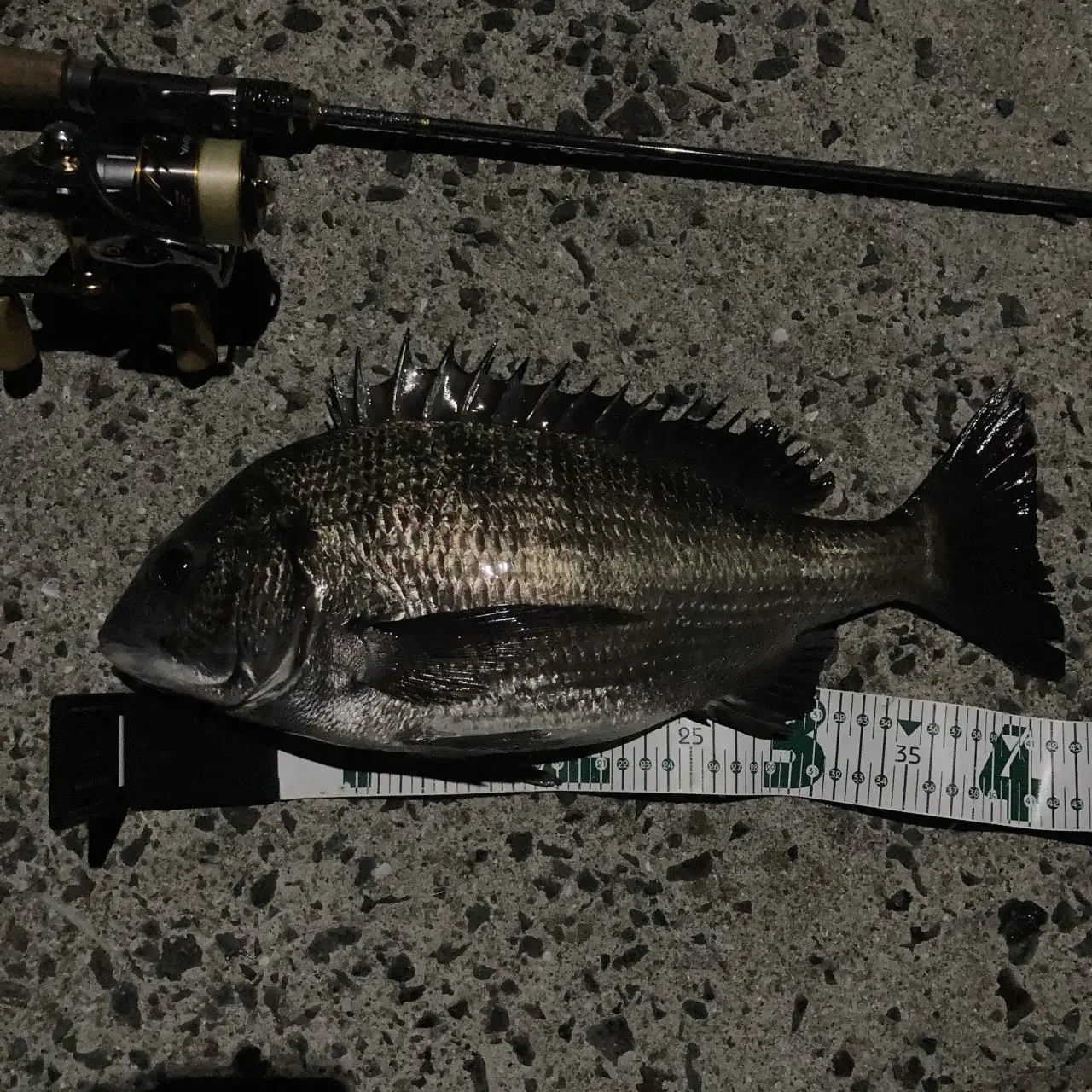 アジング中に釣れたクロダイ（チヌ）