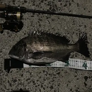 アジング中に釣れたクロダイ(チヌ)