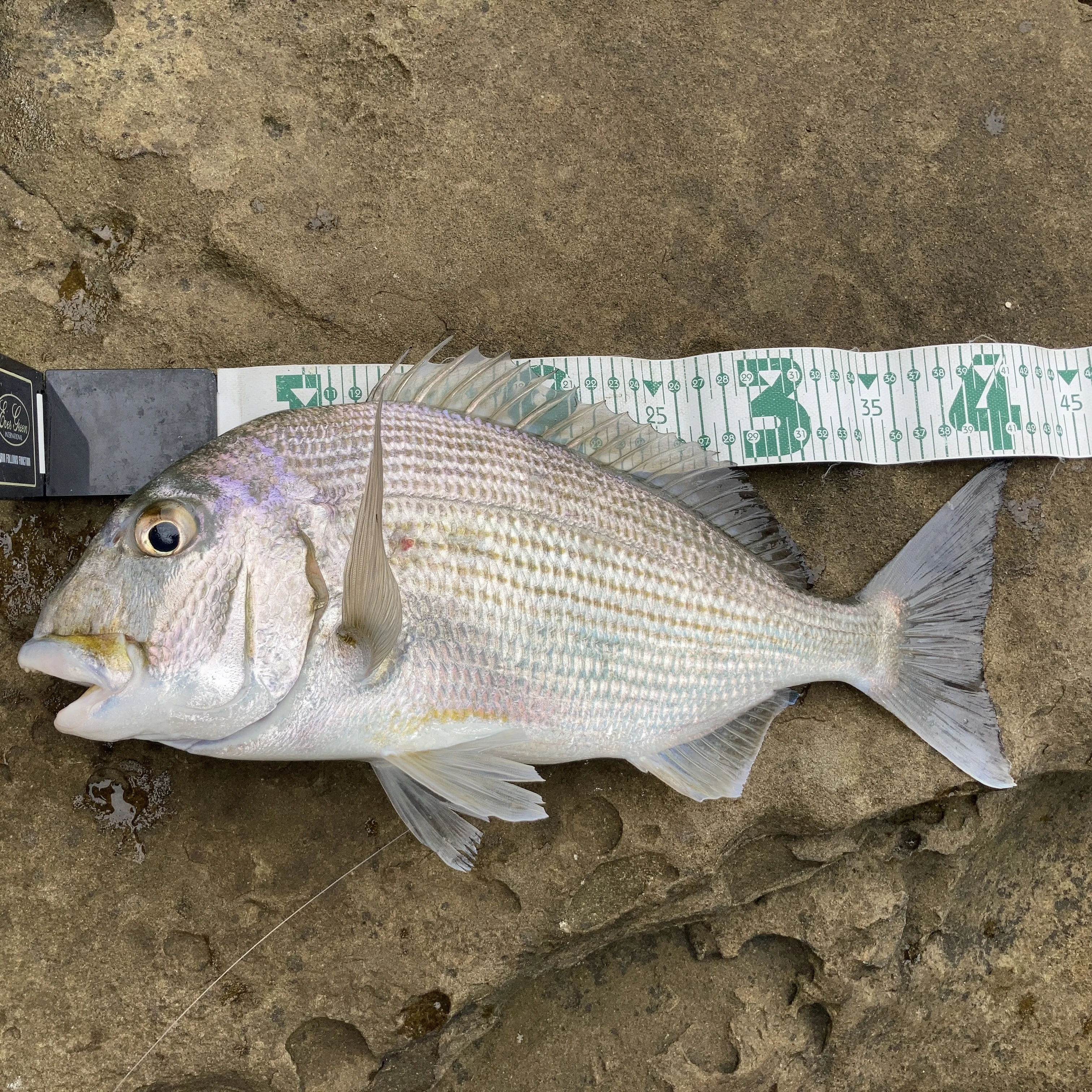 ヘダイのサイズ測定