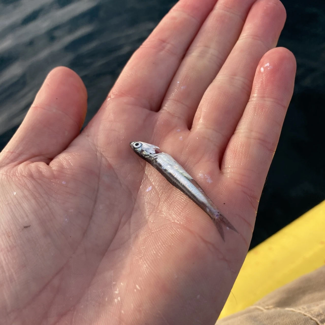 サワラが食べていたベイトフィッシュの画像