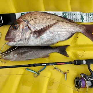ブレードジギングでの釣果