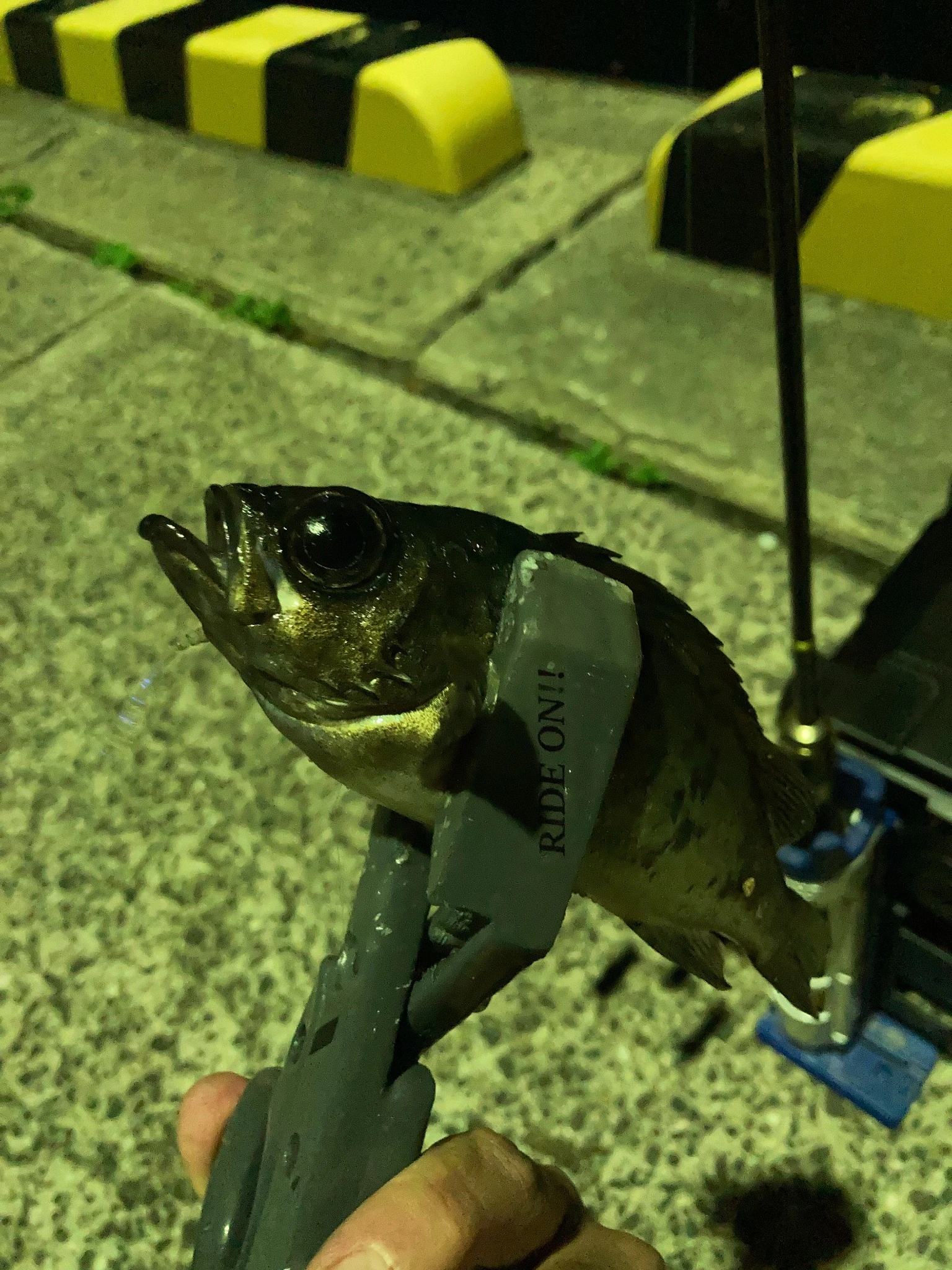 ナイトゲームでロックフィッシュ