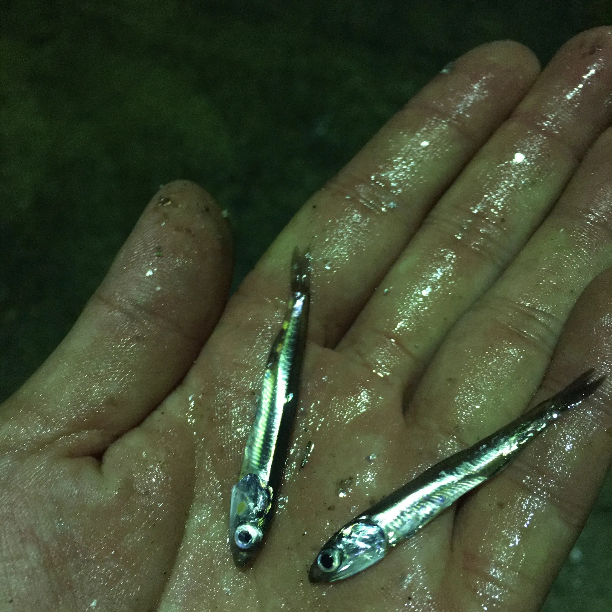 アジが食べていたイワシ