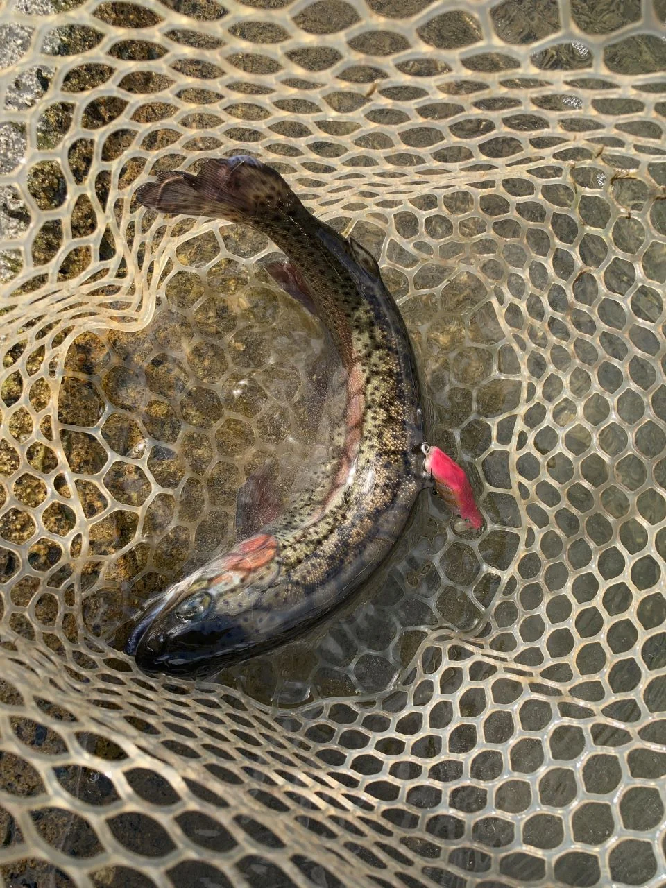 エリアトラウトとMUSTANPLUG55S