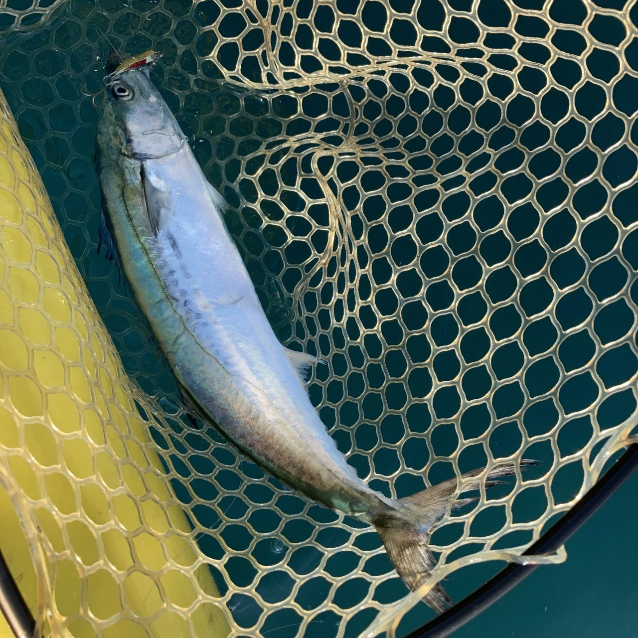 サワラの子がネットイン