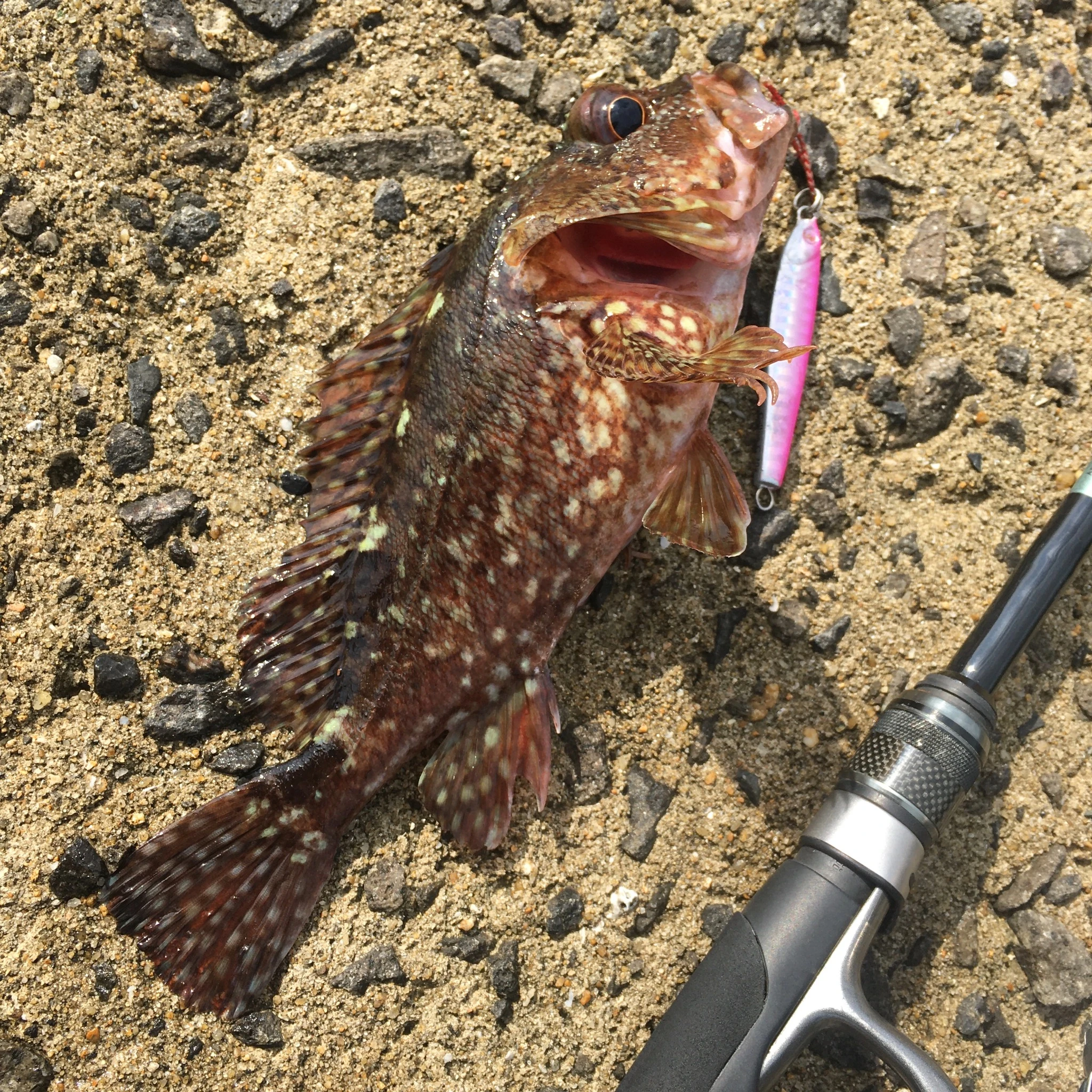 カサゴがメタルジグにヒット