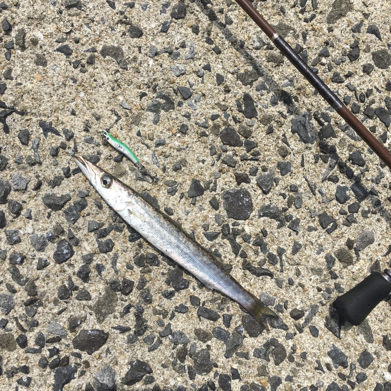 METALTOSS9ｇでカマスが釣れた画像