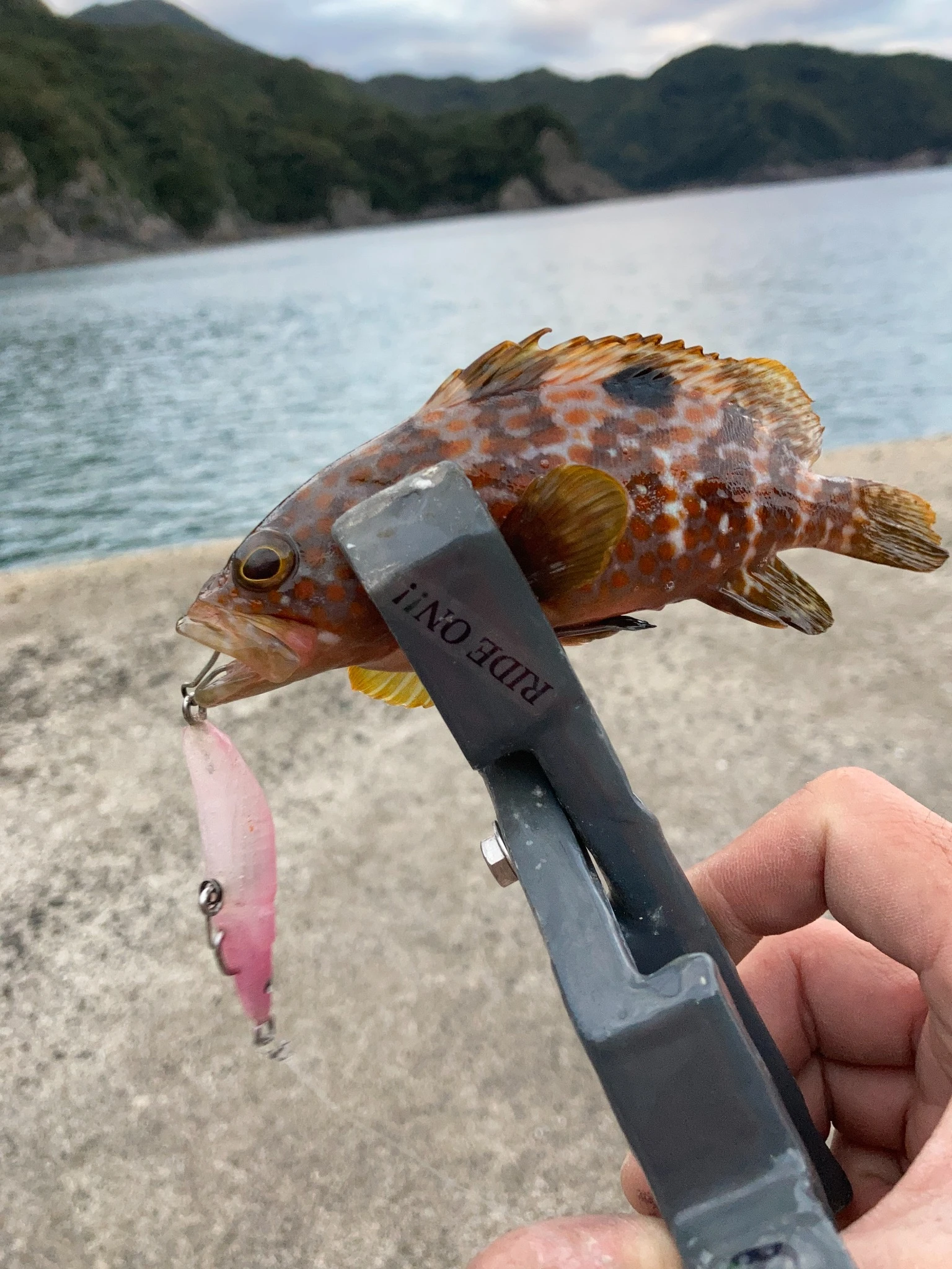 アコウとMUSTANG55S